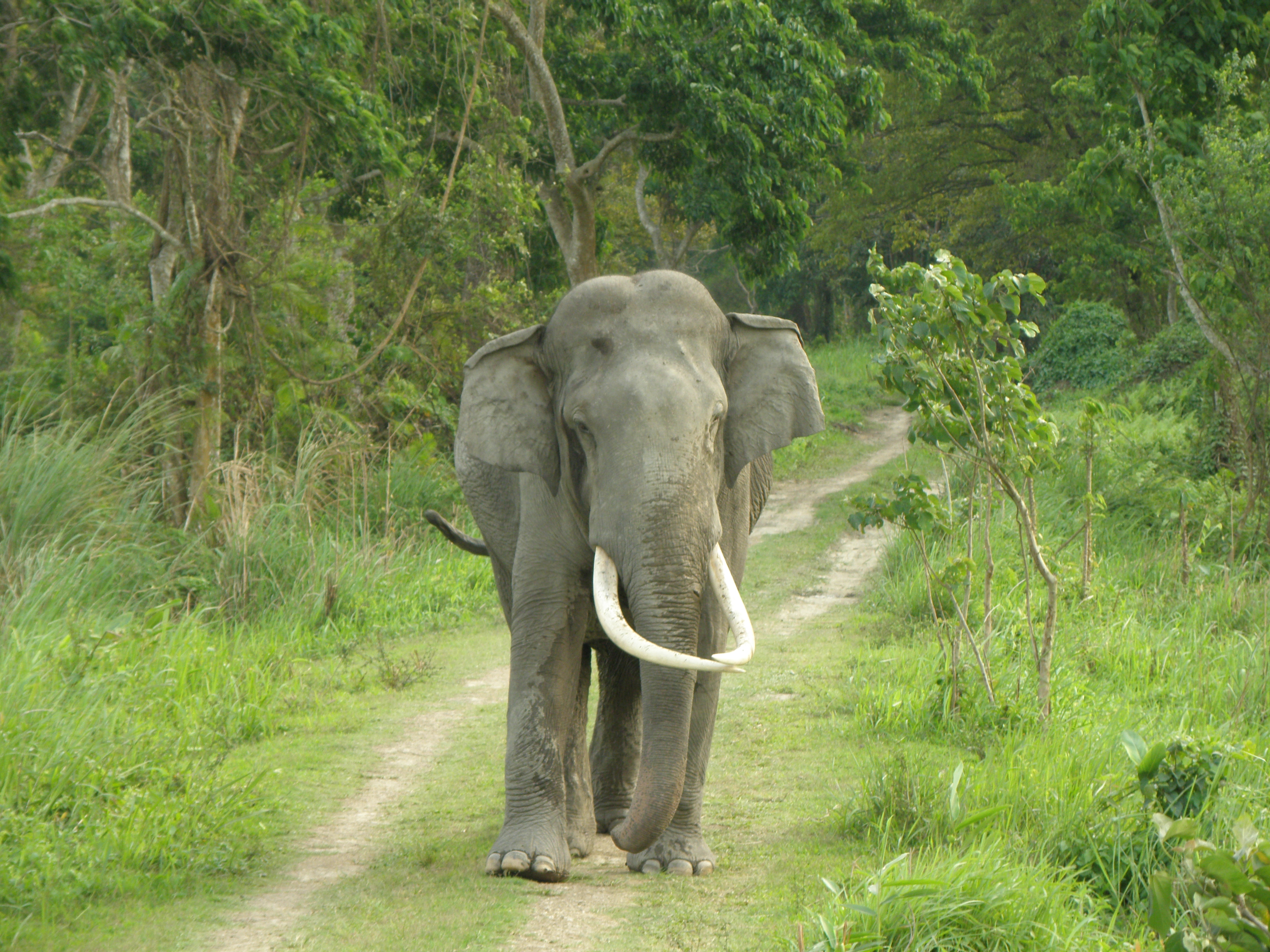Large tusk elephant in jungle road photo