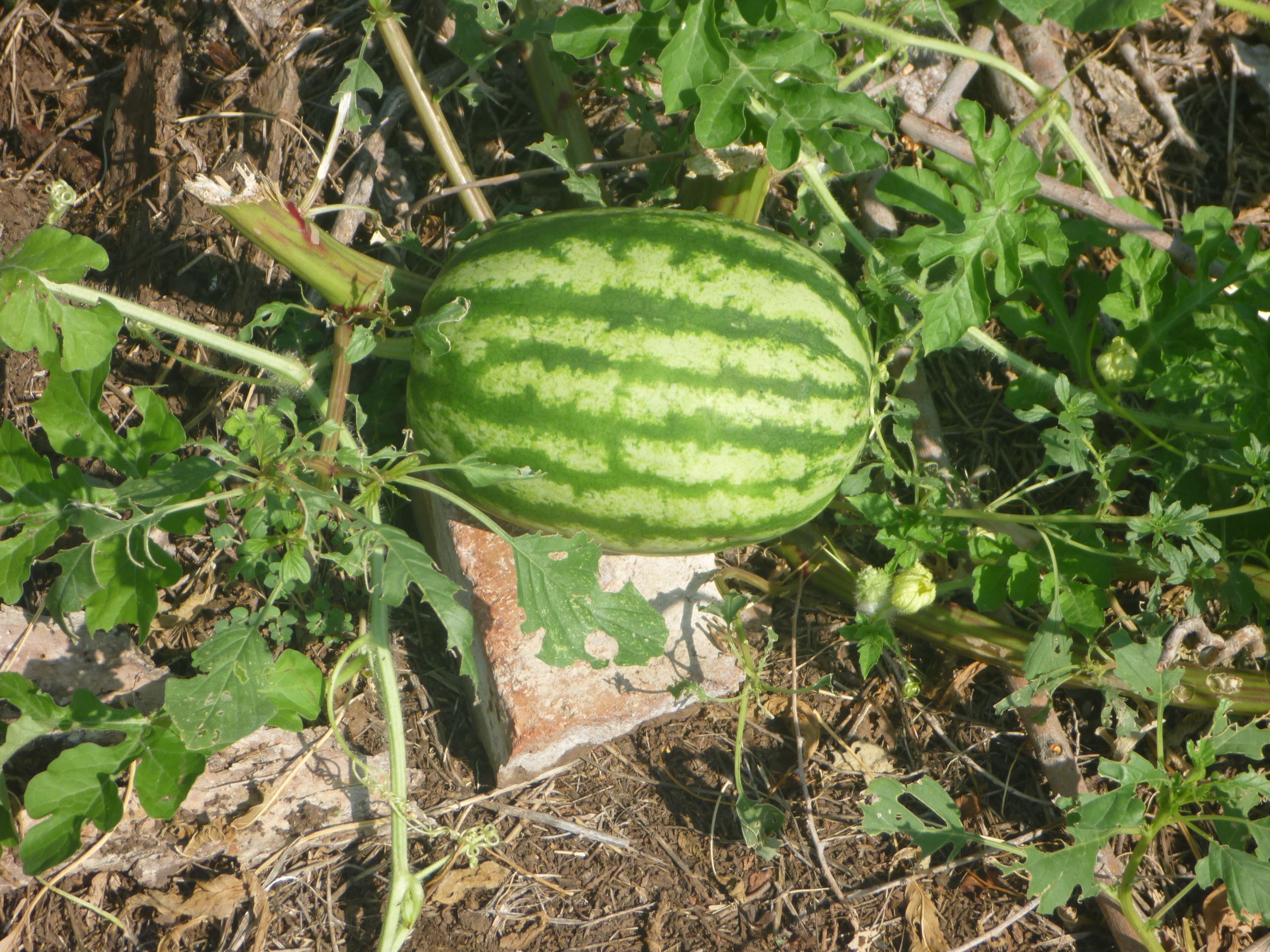 recycle your cardboard or put something under your large watermelons ...
