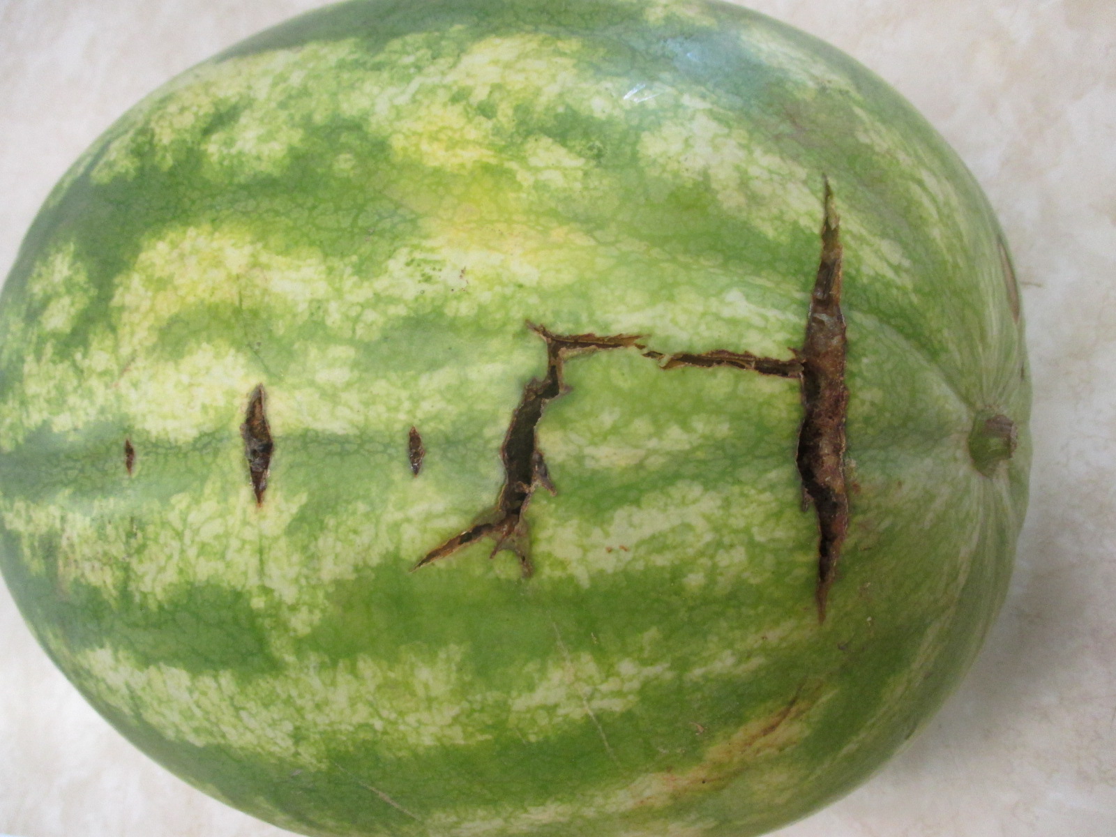 Cross Stitch of Watermelons | Purdue University Vegetable Crops Hotline