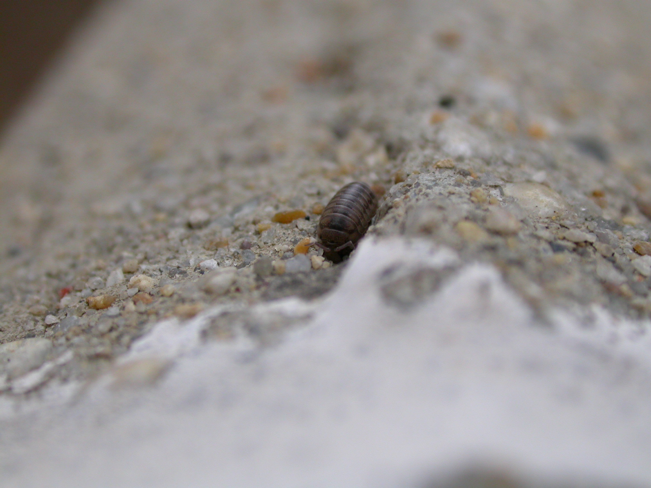 Larva photo
