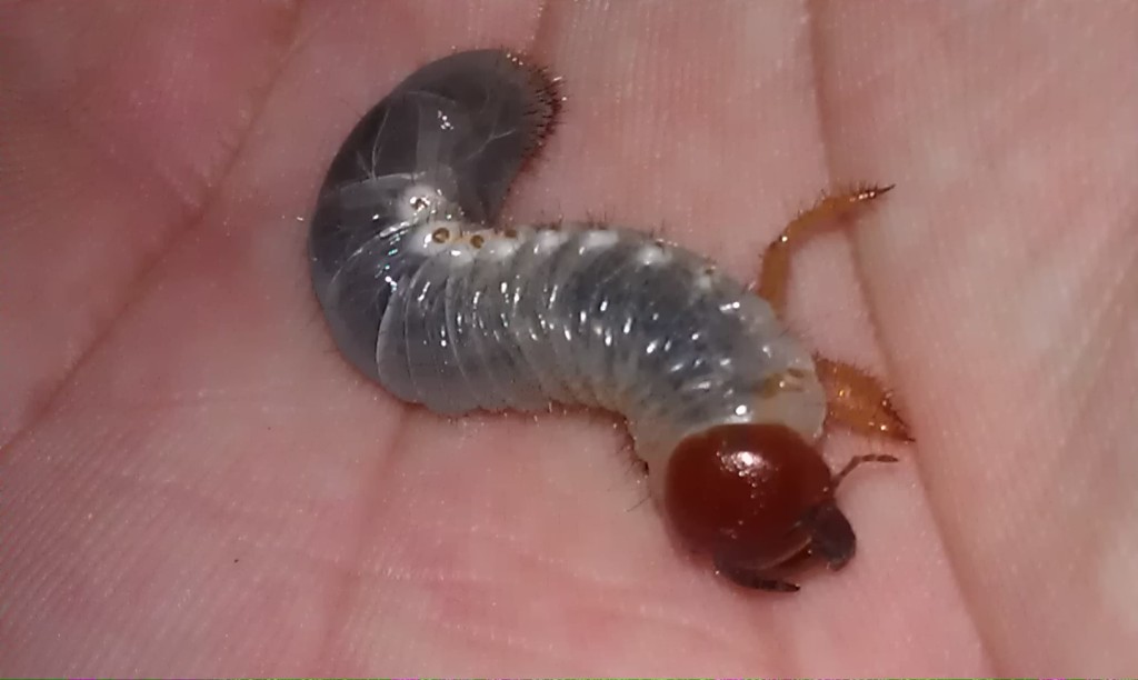 Larva photo