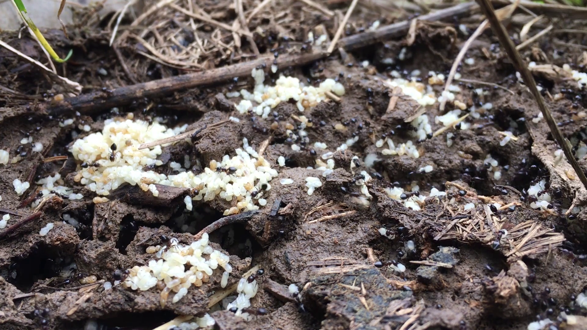 ants in a nest moving their larvae Stock Video Footage - VideoBlocks