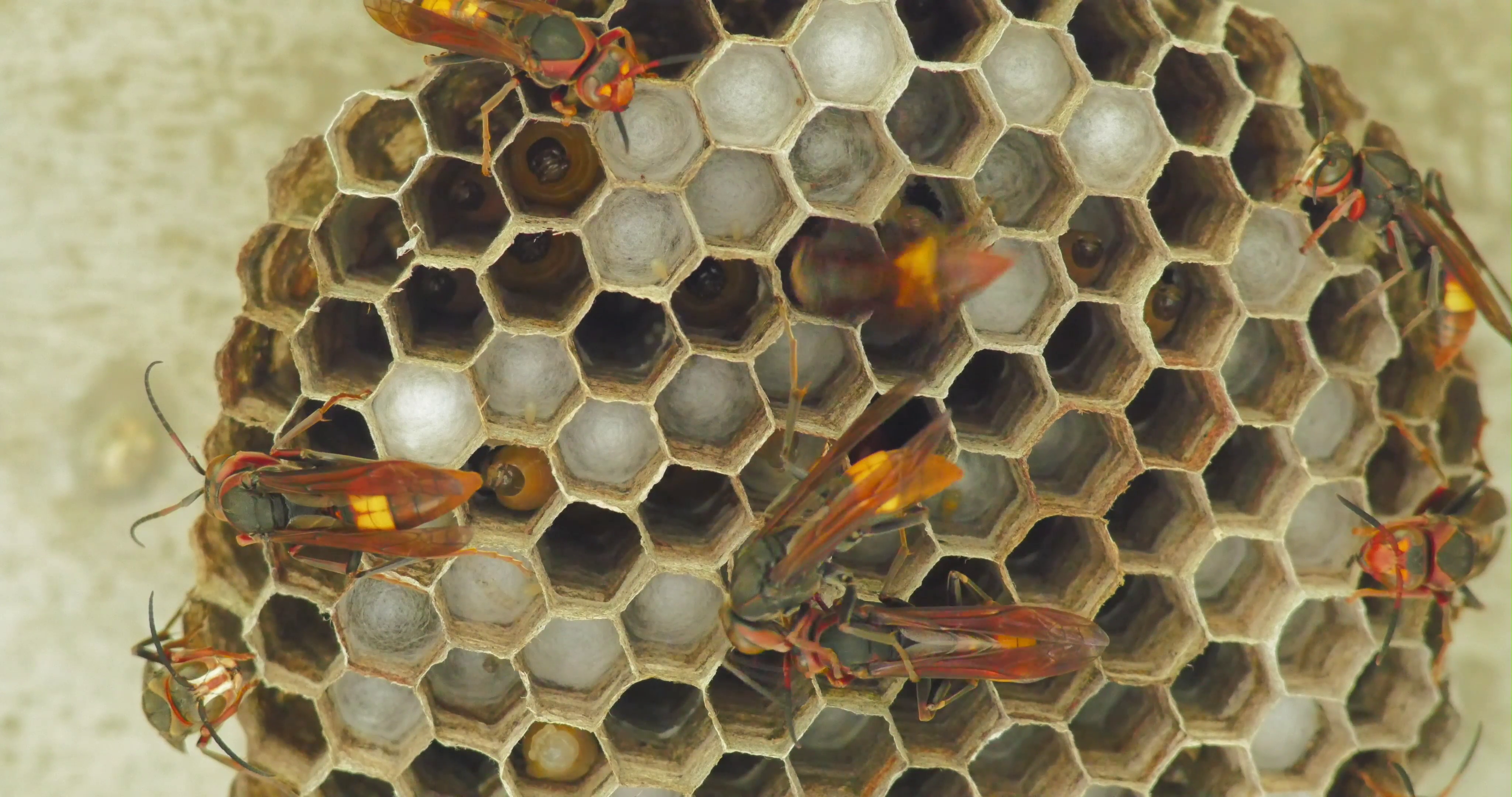 Close up view of wasps on nest with larvae Stock Video Footage ...