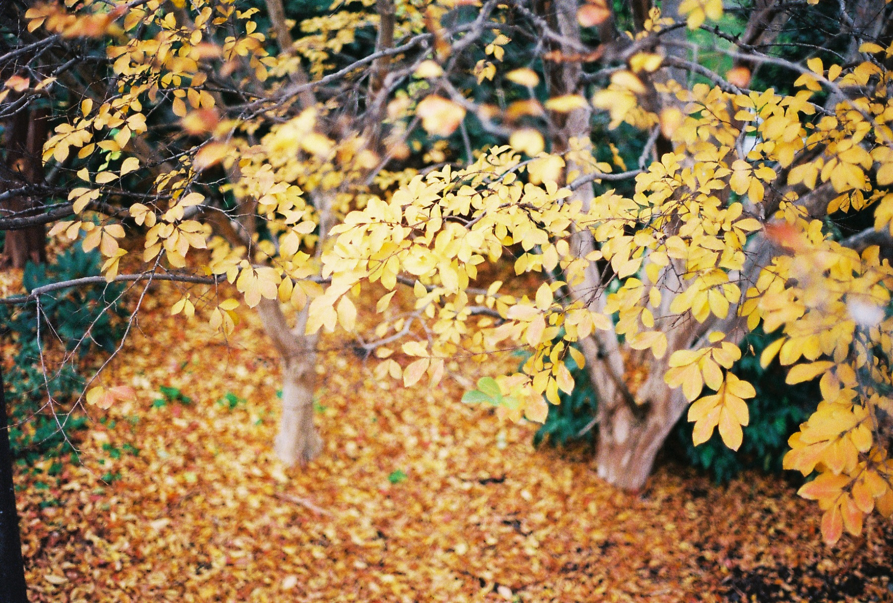 Visual Diary in Film } last autumn, this winter | Anh's Food Blog