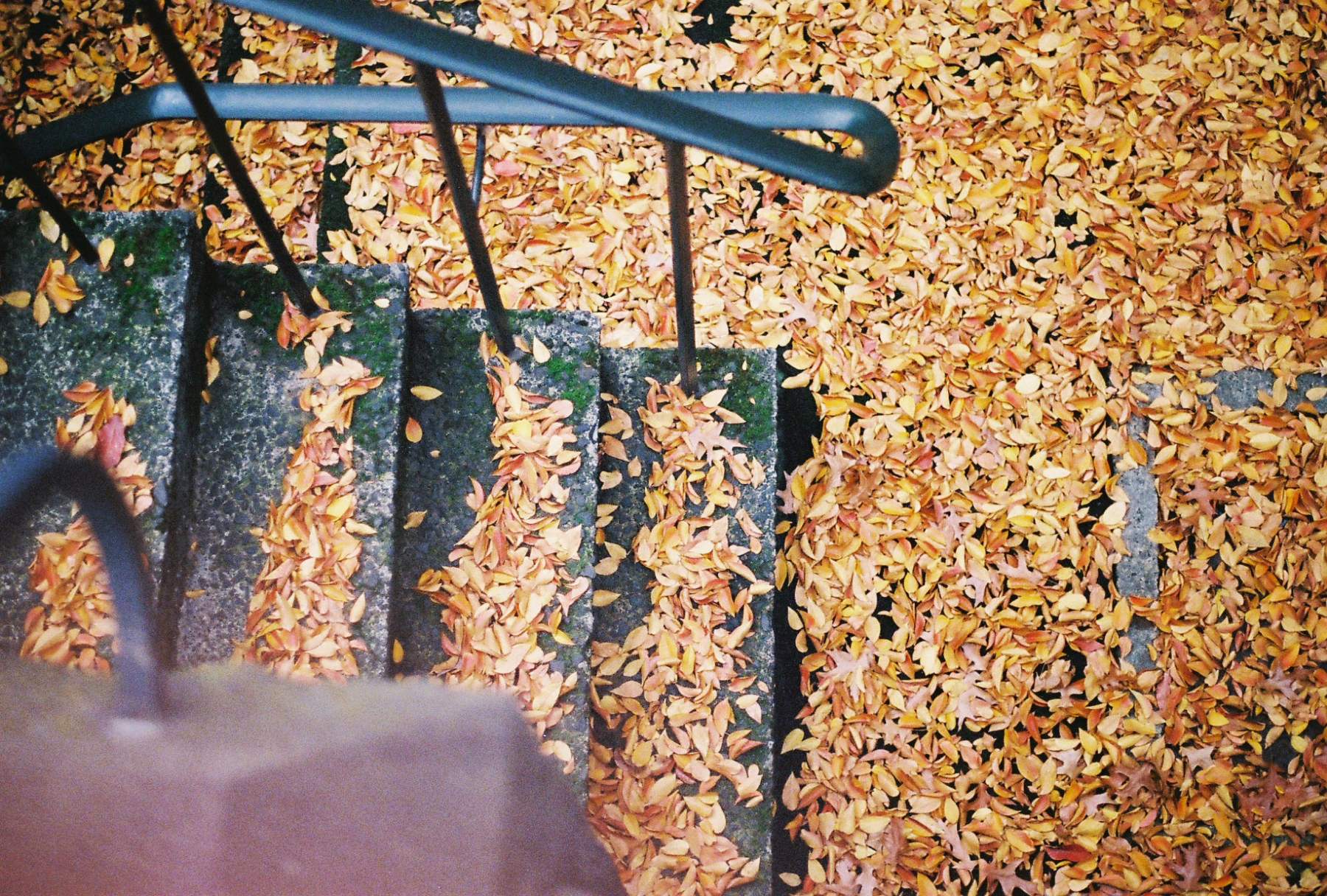 Visual Diary in Film } last autumn, this winter | Anh's Food Blog