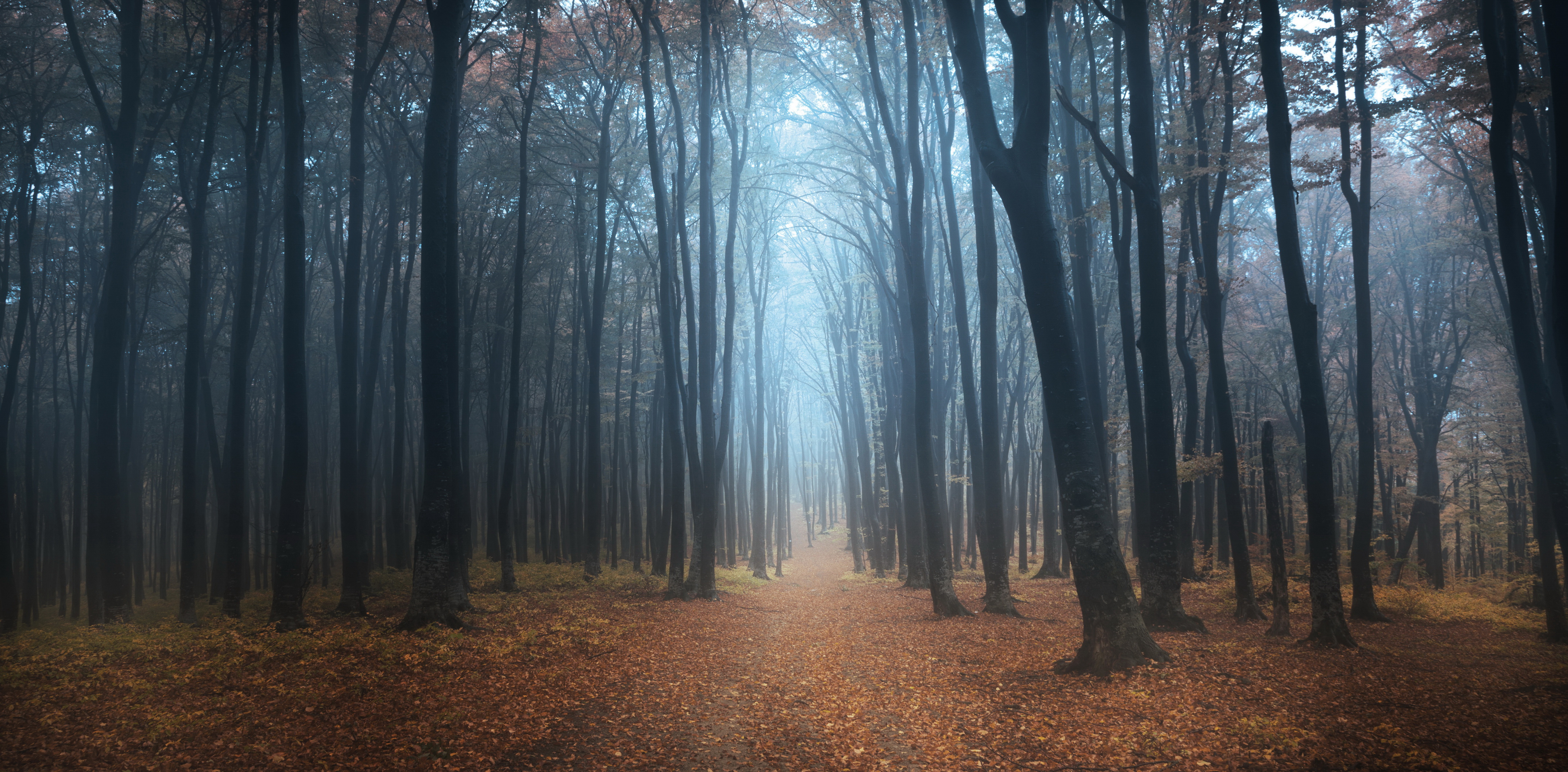 Late autumn in black forest / 5500 x 2712 / Forest / Photography ...