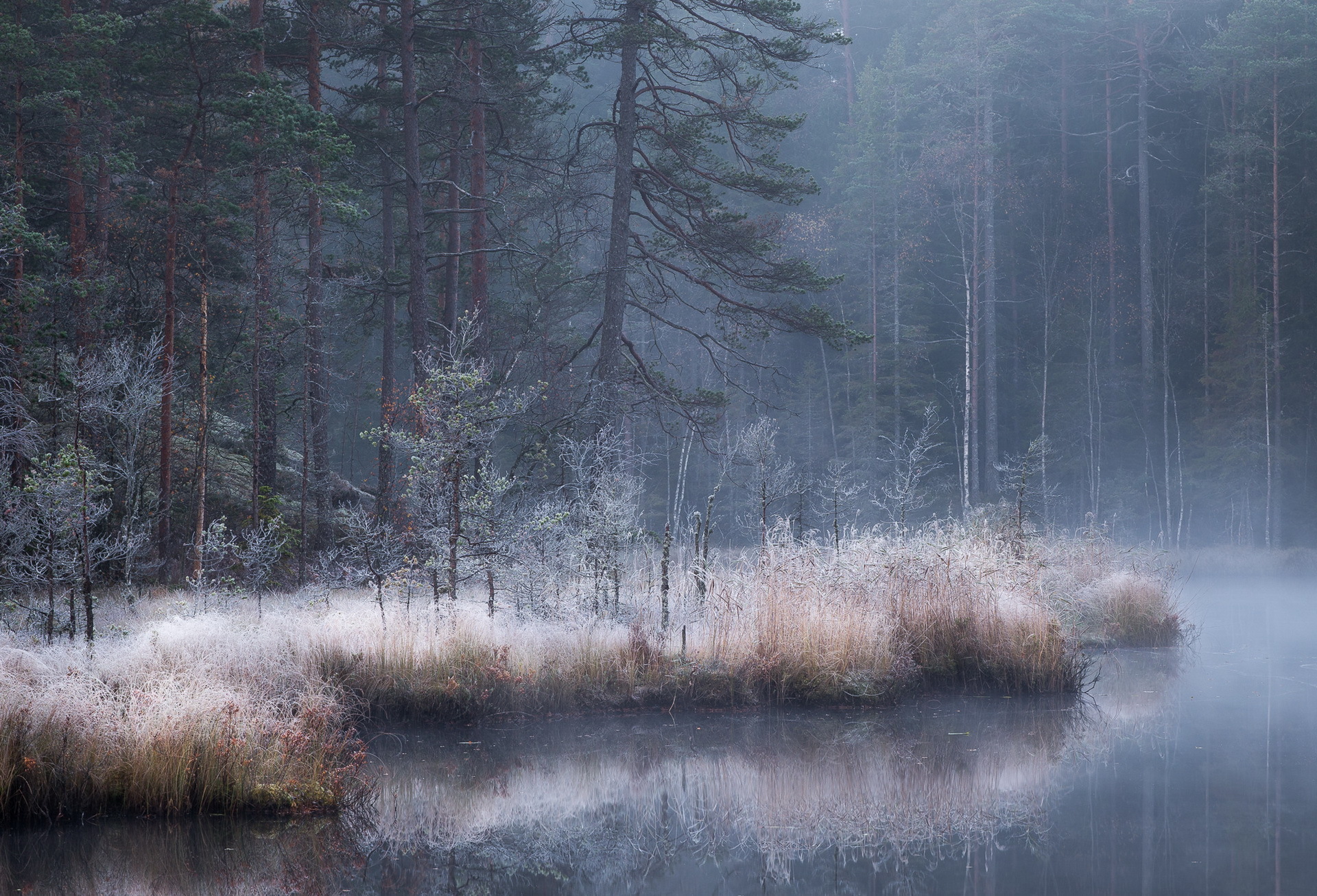 Late autumn at the lake / 3000 x 2000 / Forest / Photography ...