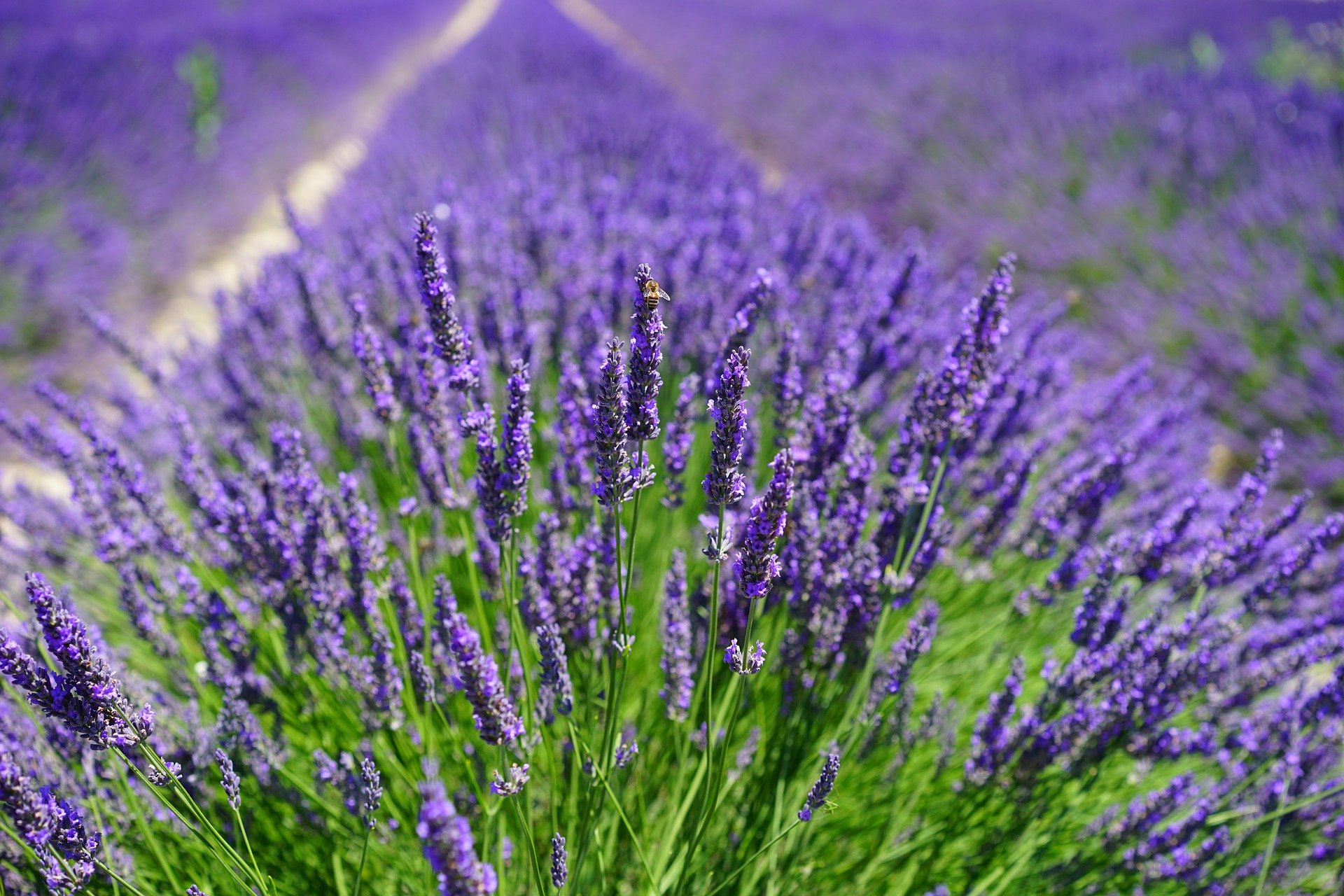 Lavender: How to Plant, Grow, and Care for Lavender | The Old ...