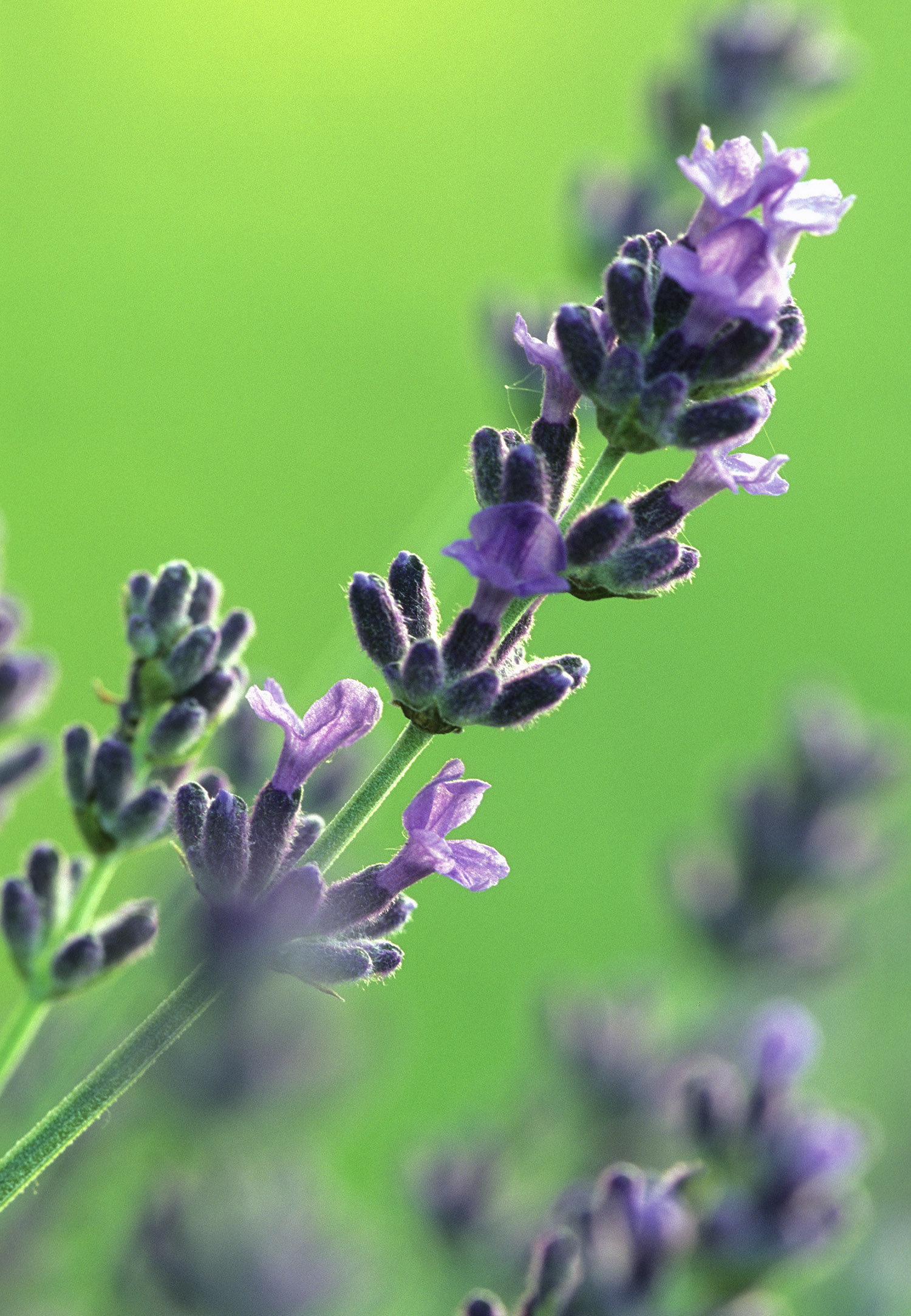 Lavender | NCCIH