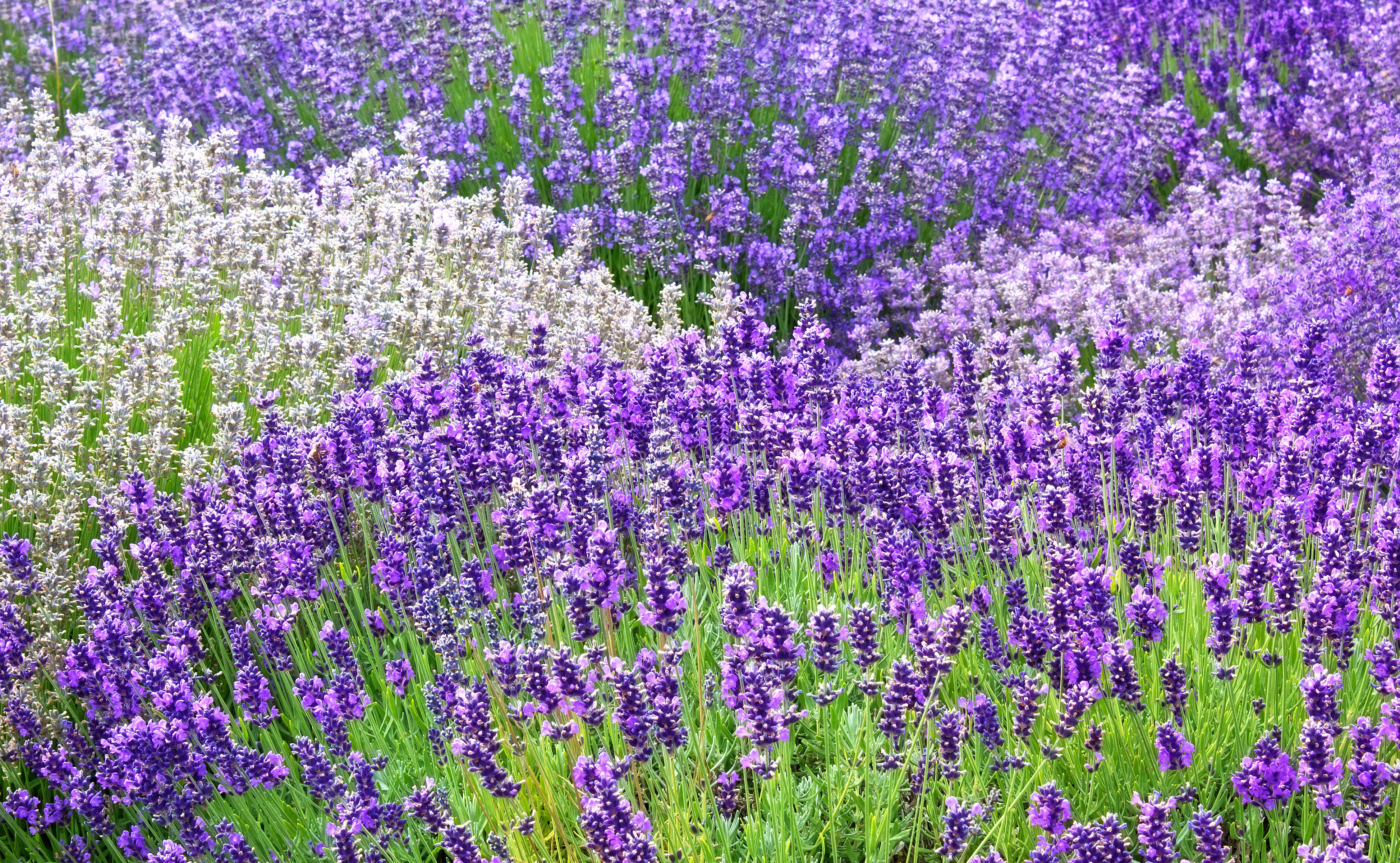 The Health Benefits of Lavender - Clean Eating Online