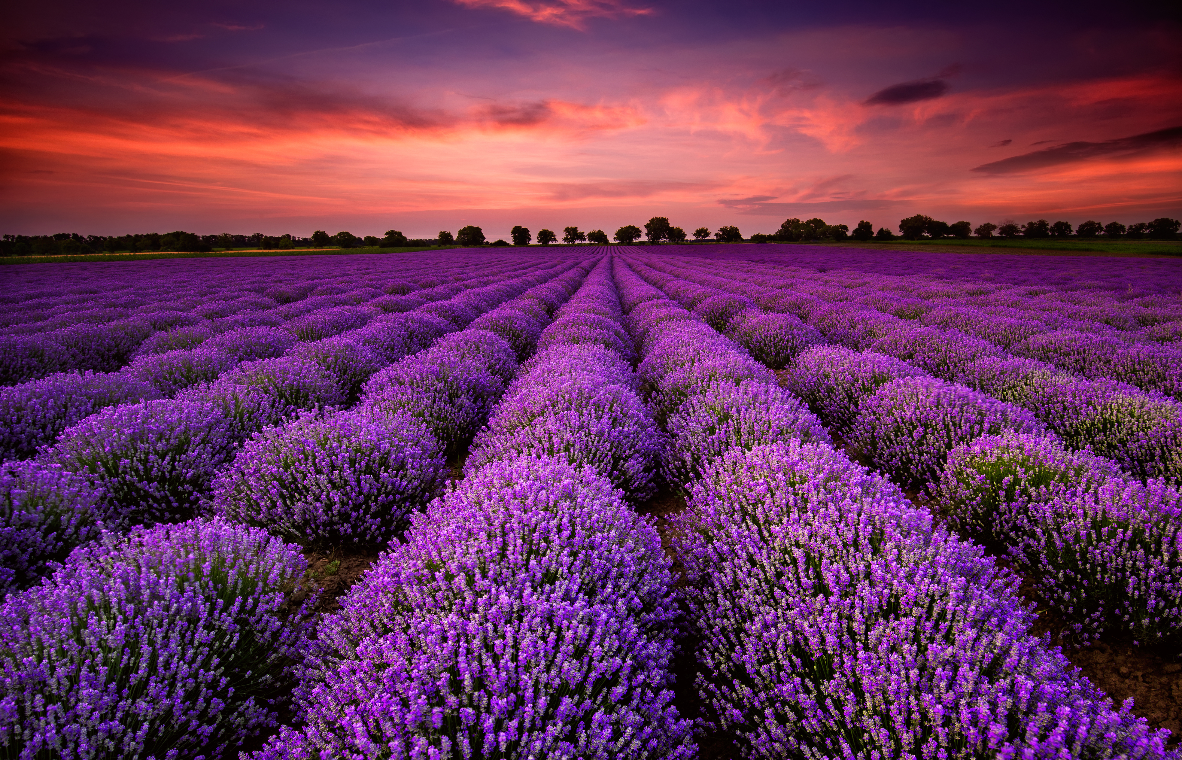 How Is Lavender Useful? - Colvin Curiosity