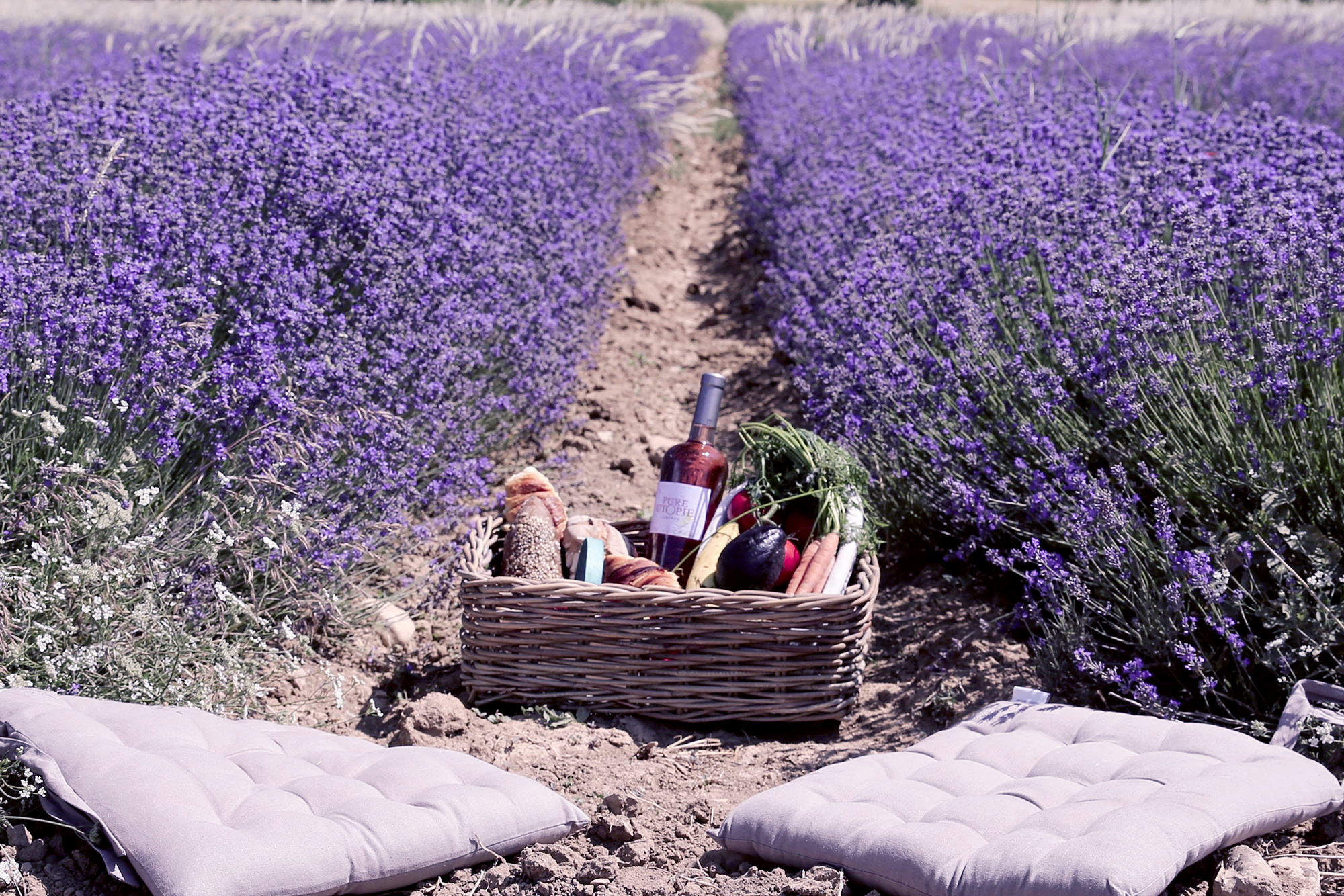 Wildluxe: Sault, France - Exploring the Enchanting Village of Lavender.