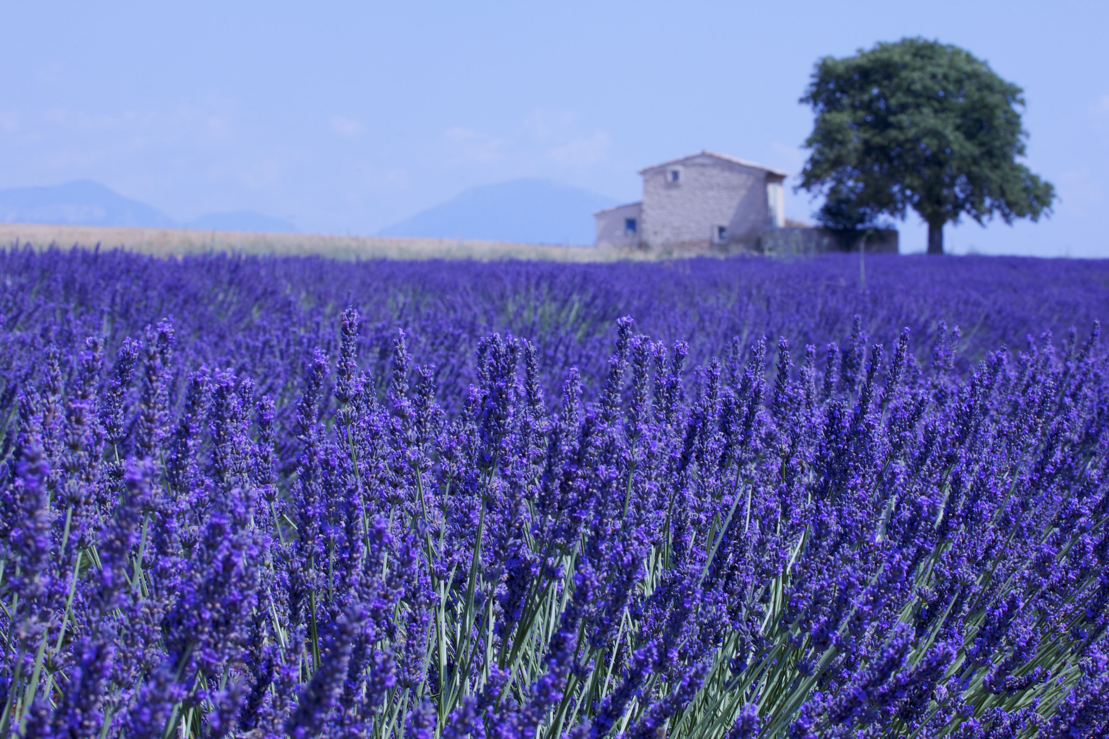Lavender Menace: the Phrase, the Group, the Controversy
