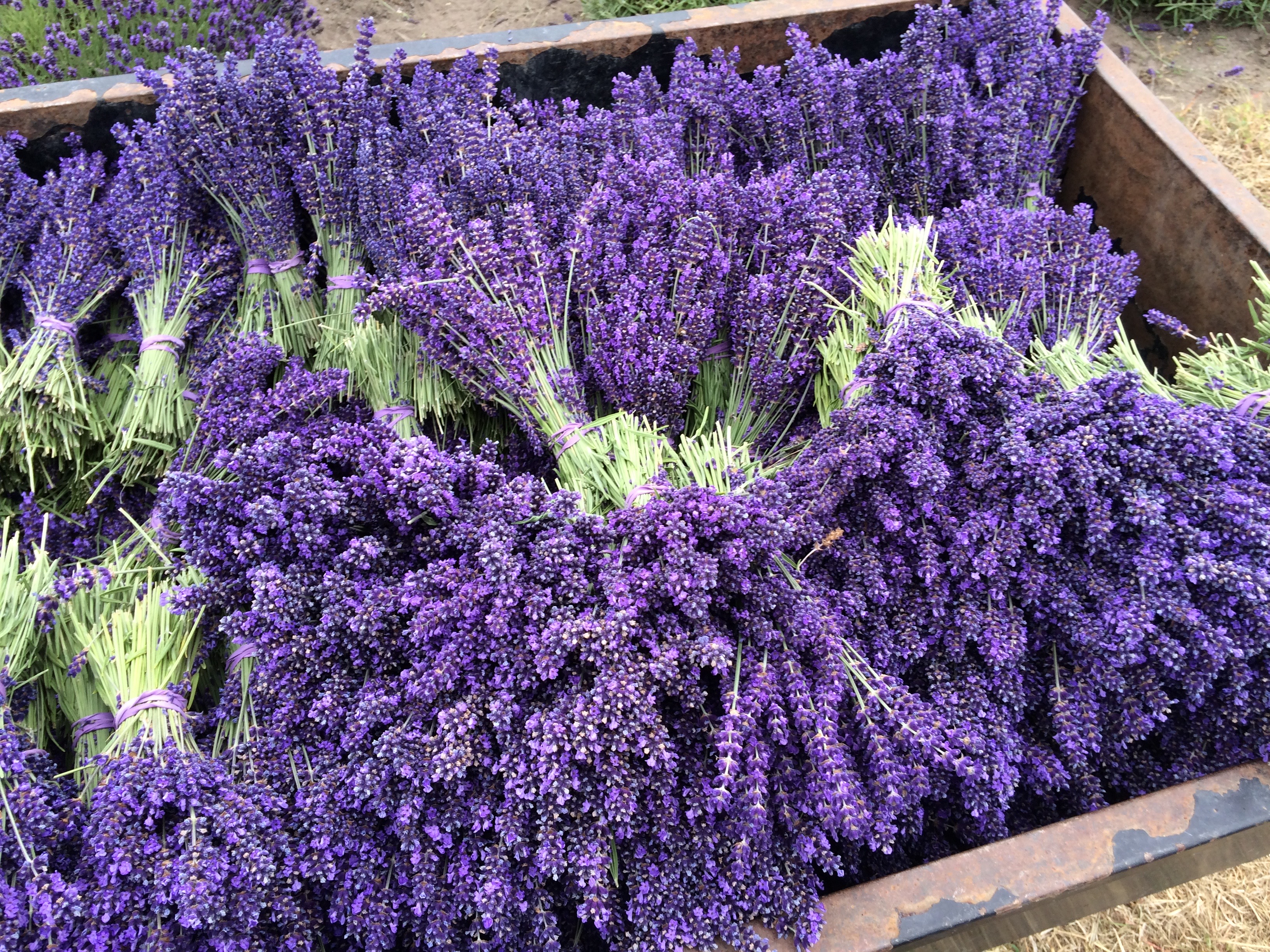 Washington Lavender Farm - Sequim Lavender Experience