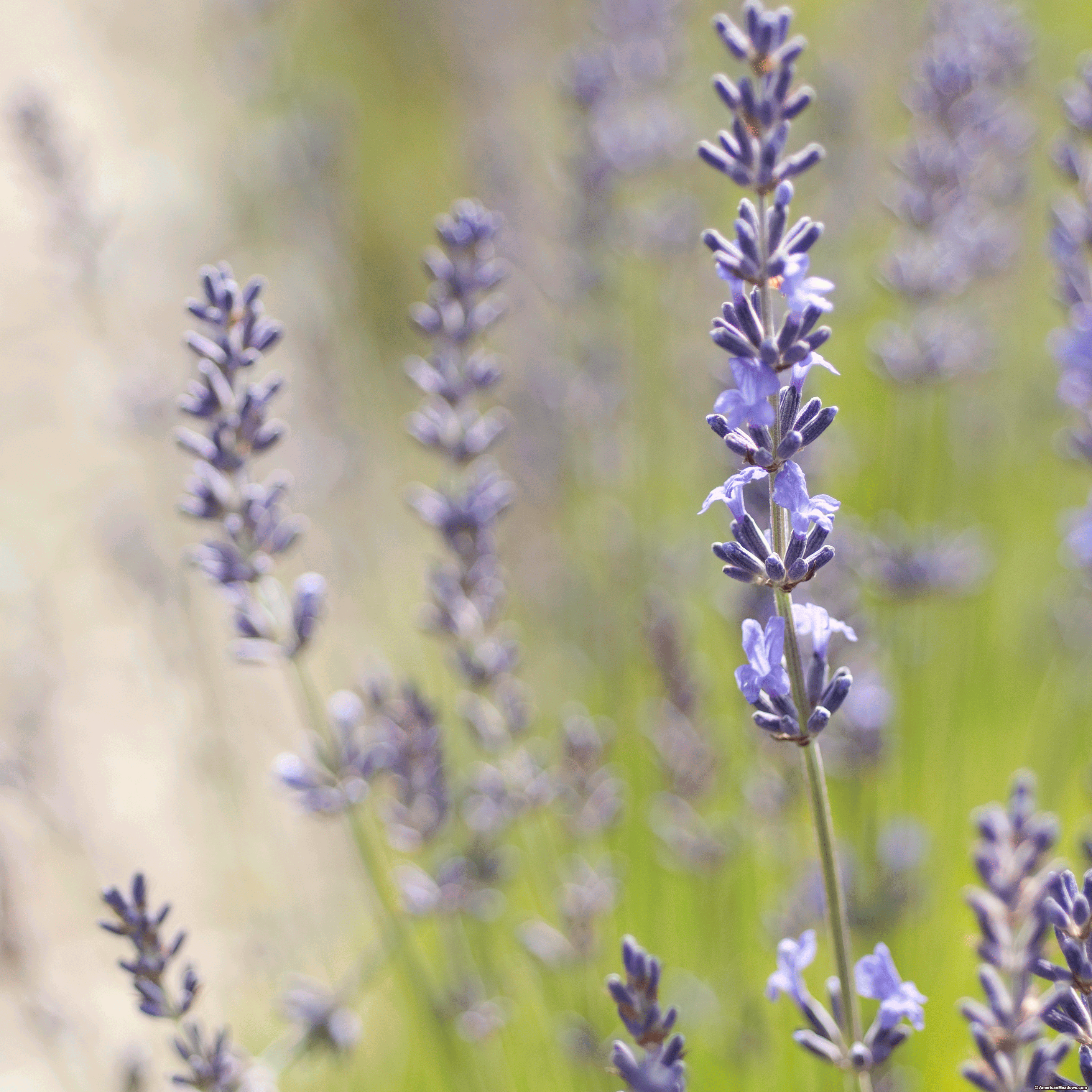 Vera English Lavender - Lavandula| American Meadows