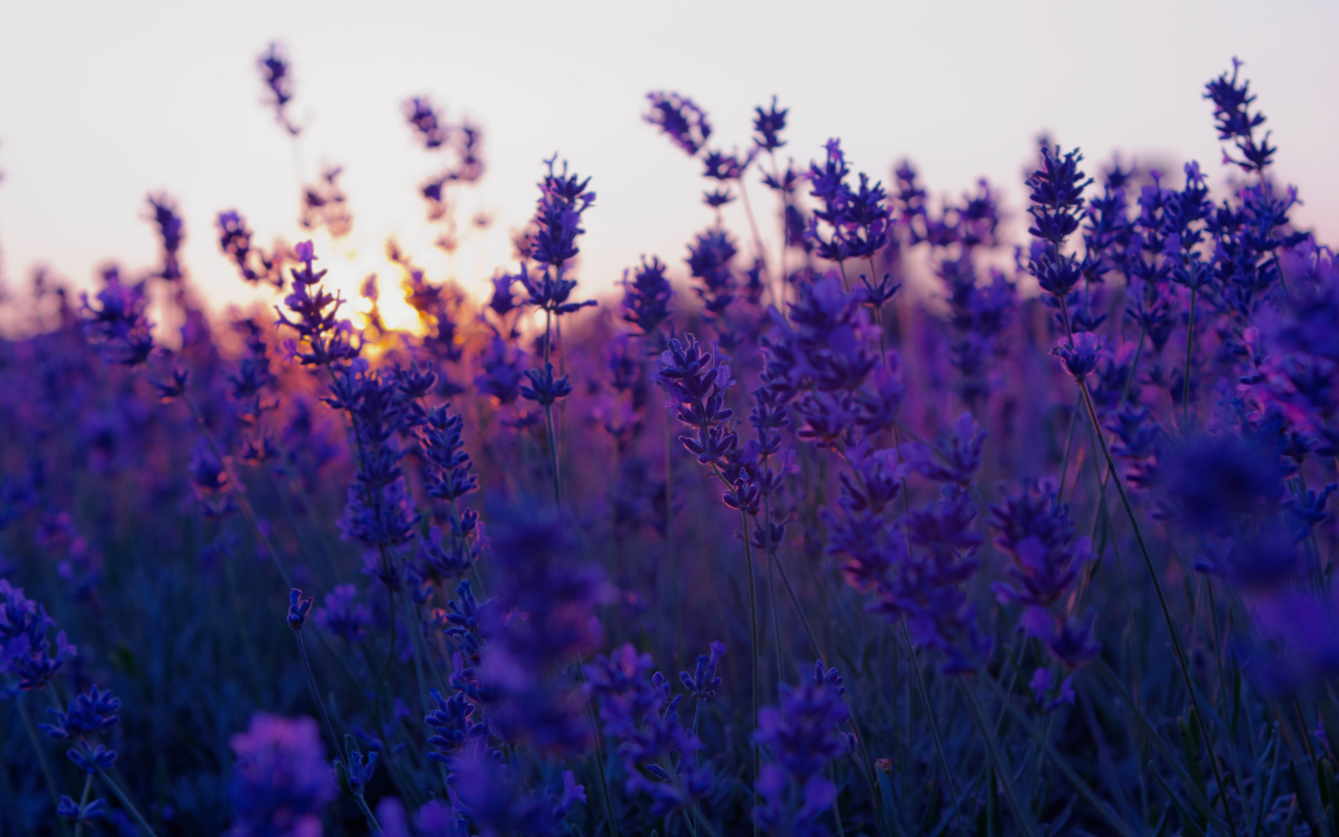 Lavender Essential Oil – Robyn Gayle Roth | Health Coach | Start and ...