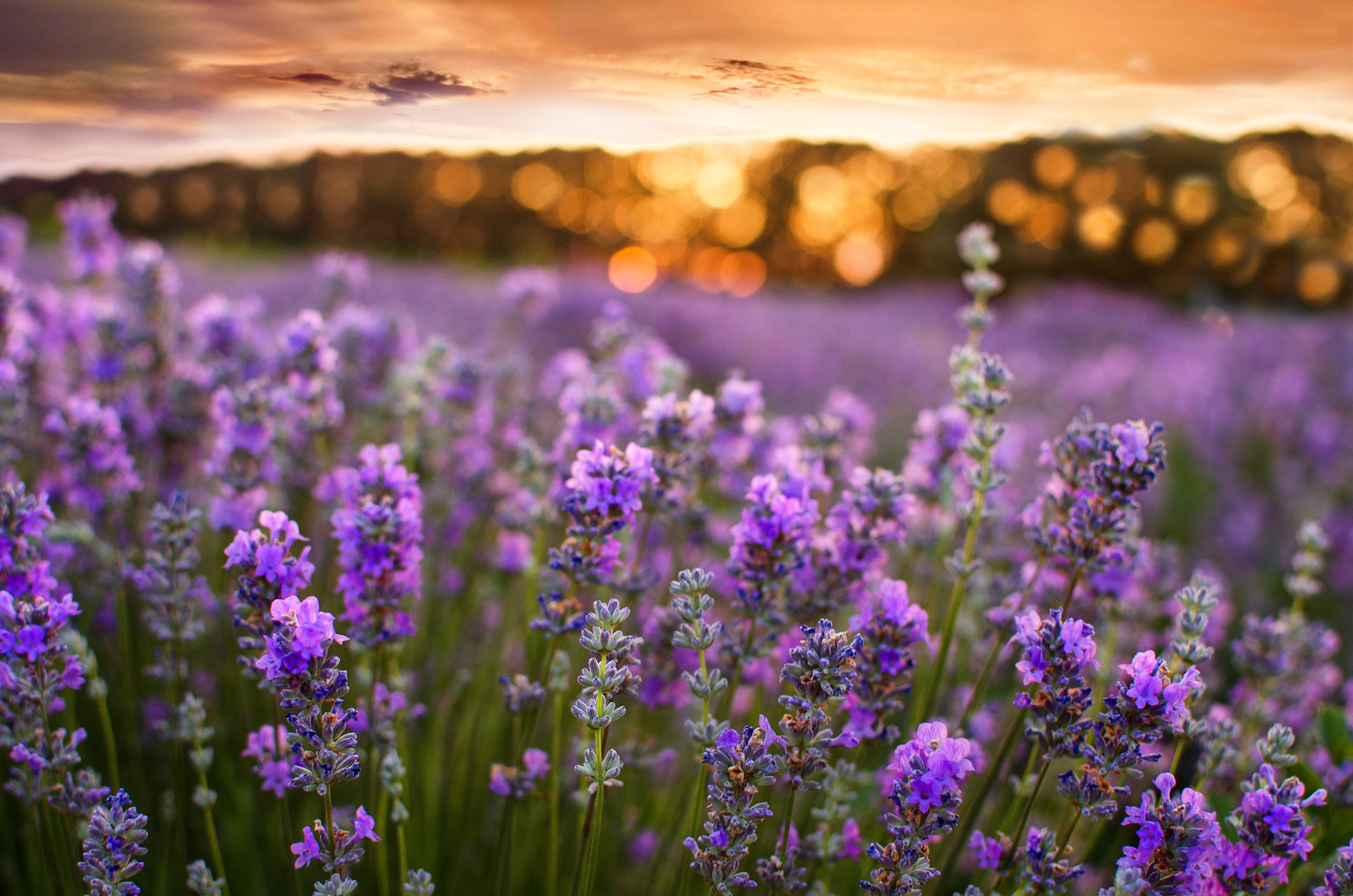 What Is Lavender and How to Use It