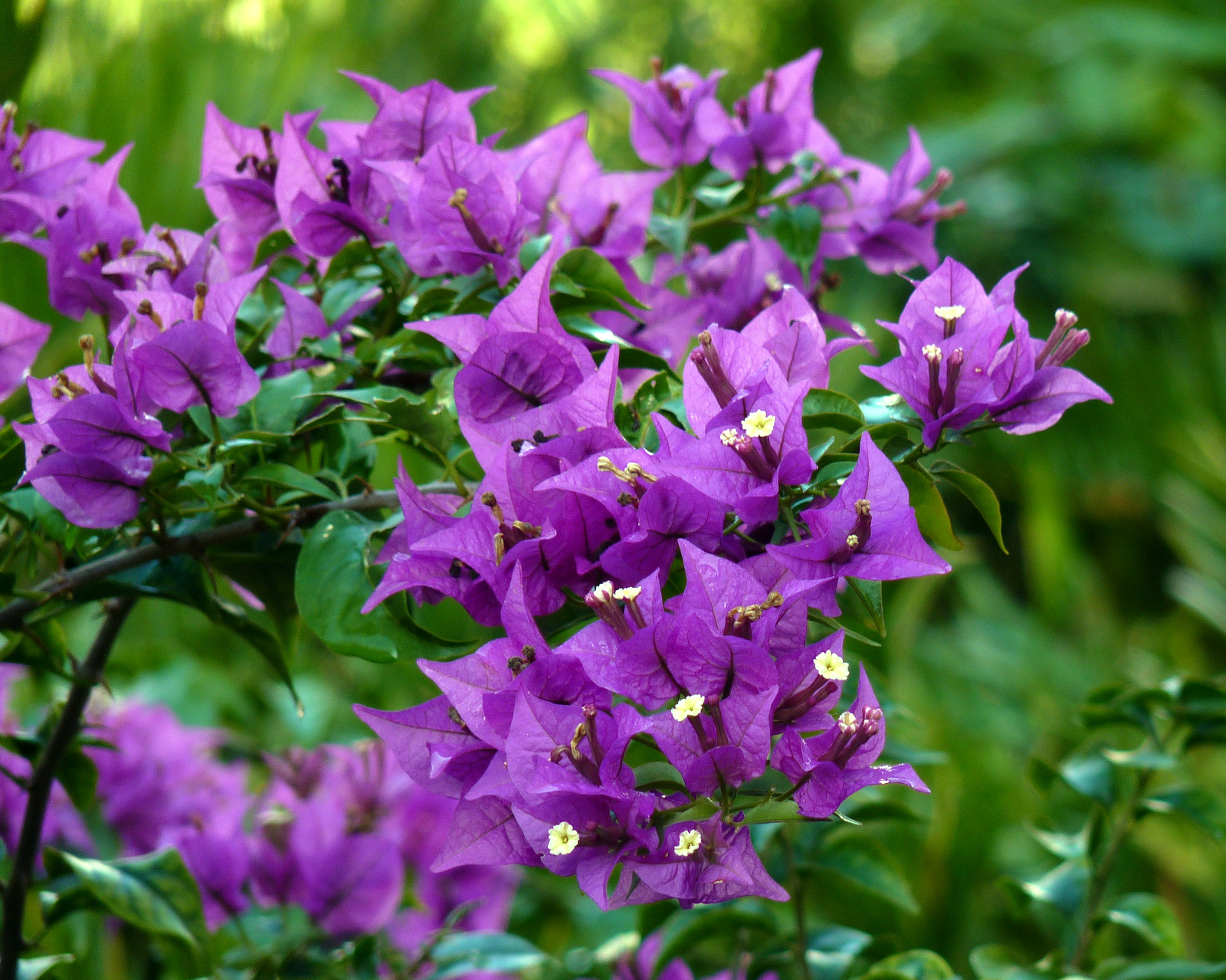 Lavender bougainvillea plant photo