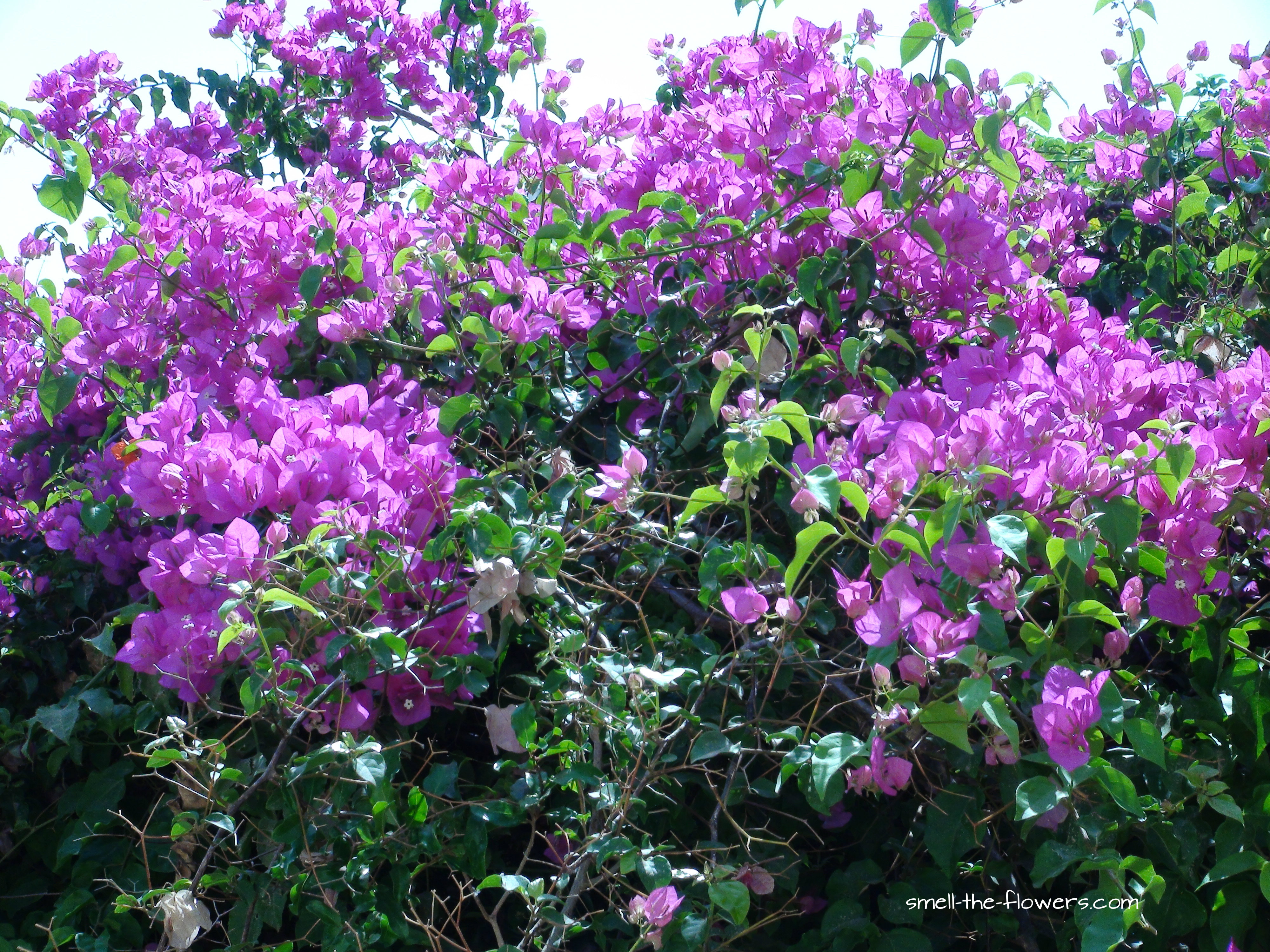 Decorating with Bougainvillea | smell the flowers blog