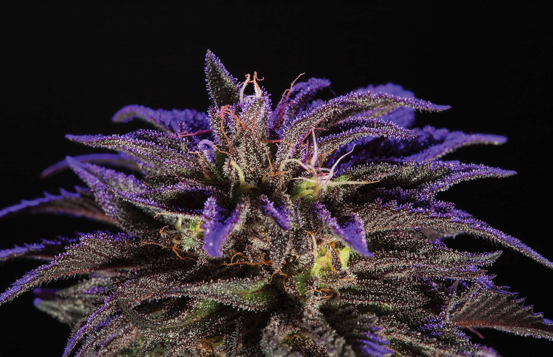 The Top 10 Strains of 2016 · High Times