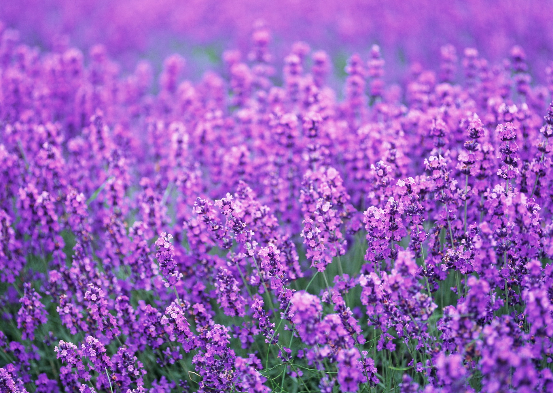 Purple Flower Wallpaper Photo ~ Desktop Wallpaper Box