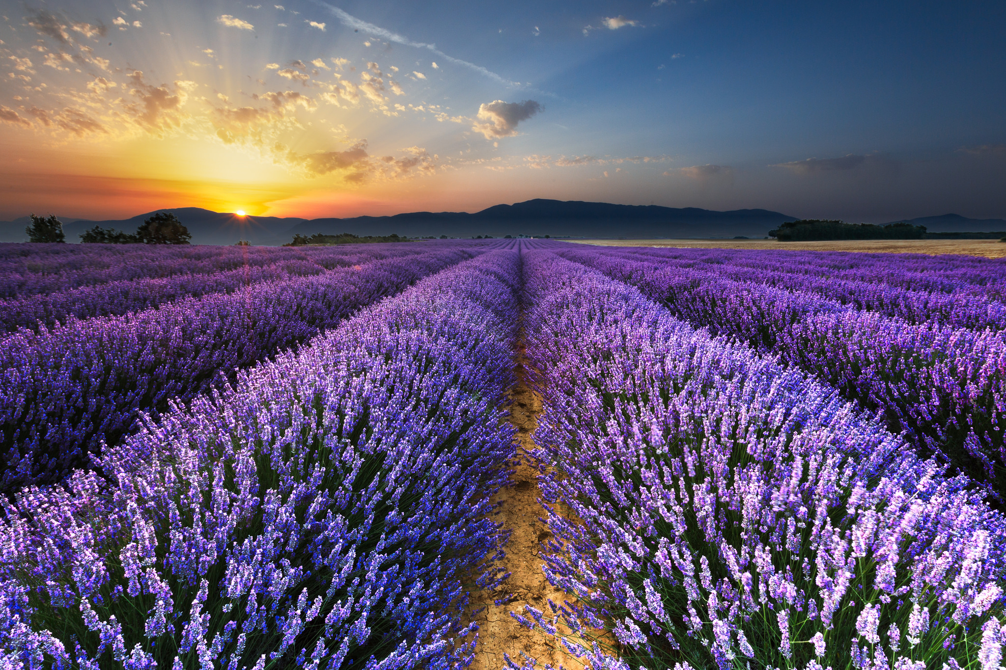 10 Places to See Lavender Fields on Every Continent - Travel Lushes