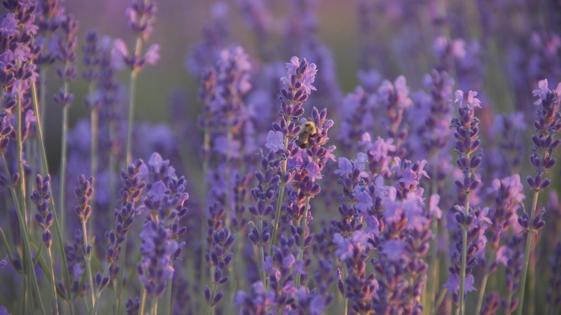 The Largest Lavender Farm In The Midwest Calls Washington Island ...