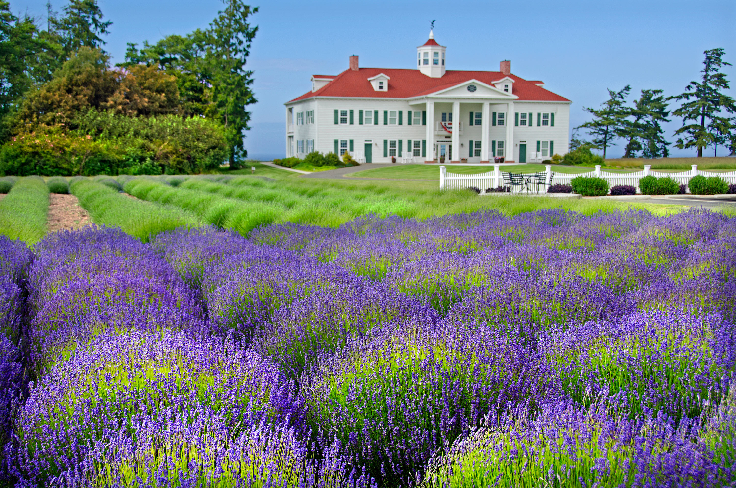 These Vibrant Lavender Fields Are in Full Bloom