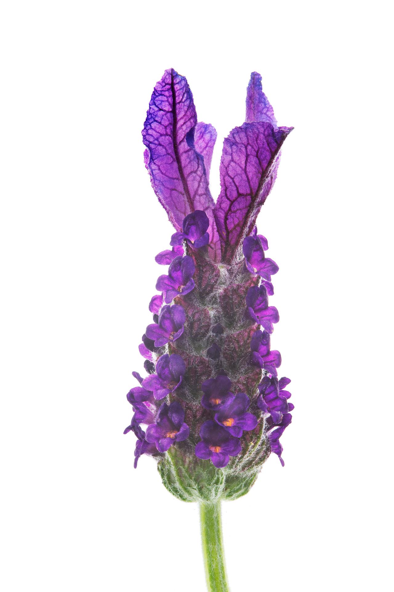 Lavender flowers photo