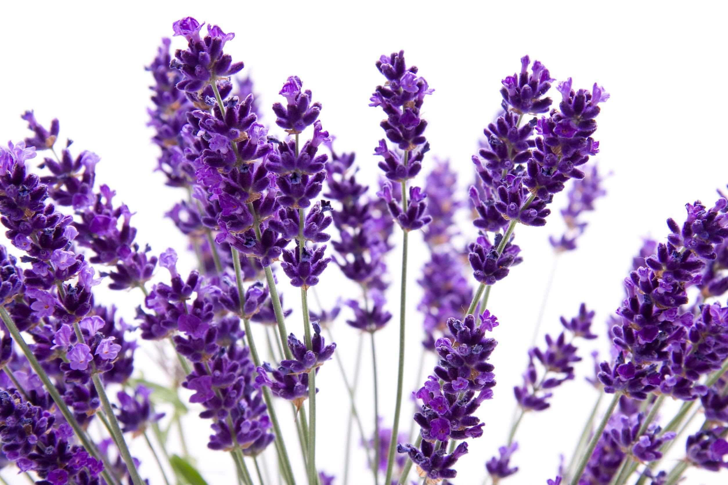 Lavender Flower - YouTube