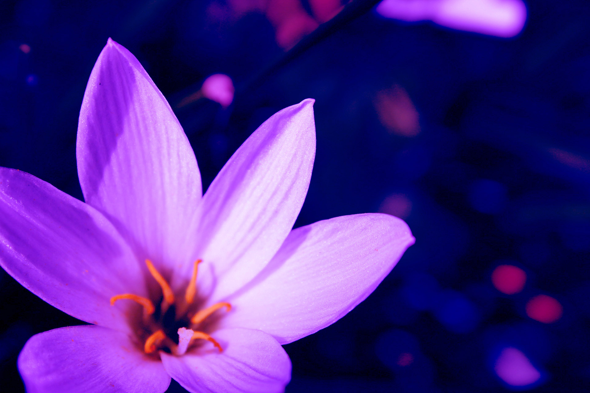 Lavender Flower Free Stock Photo - Public Domain Pictures