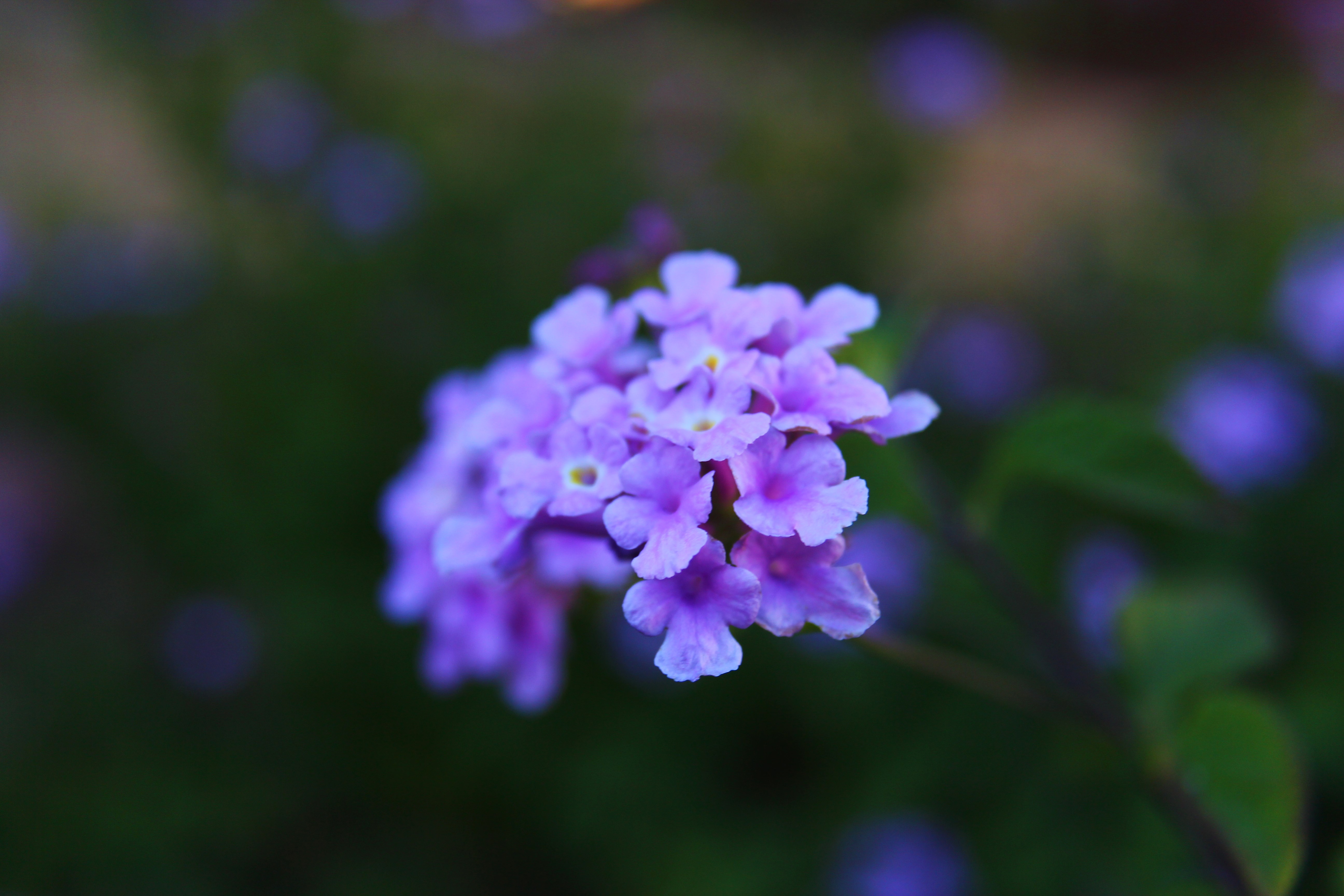Lavender Blue Lantana Blossoms | Radiating Blossom ~ Flowers & Words
