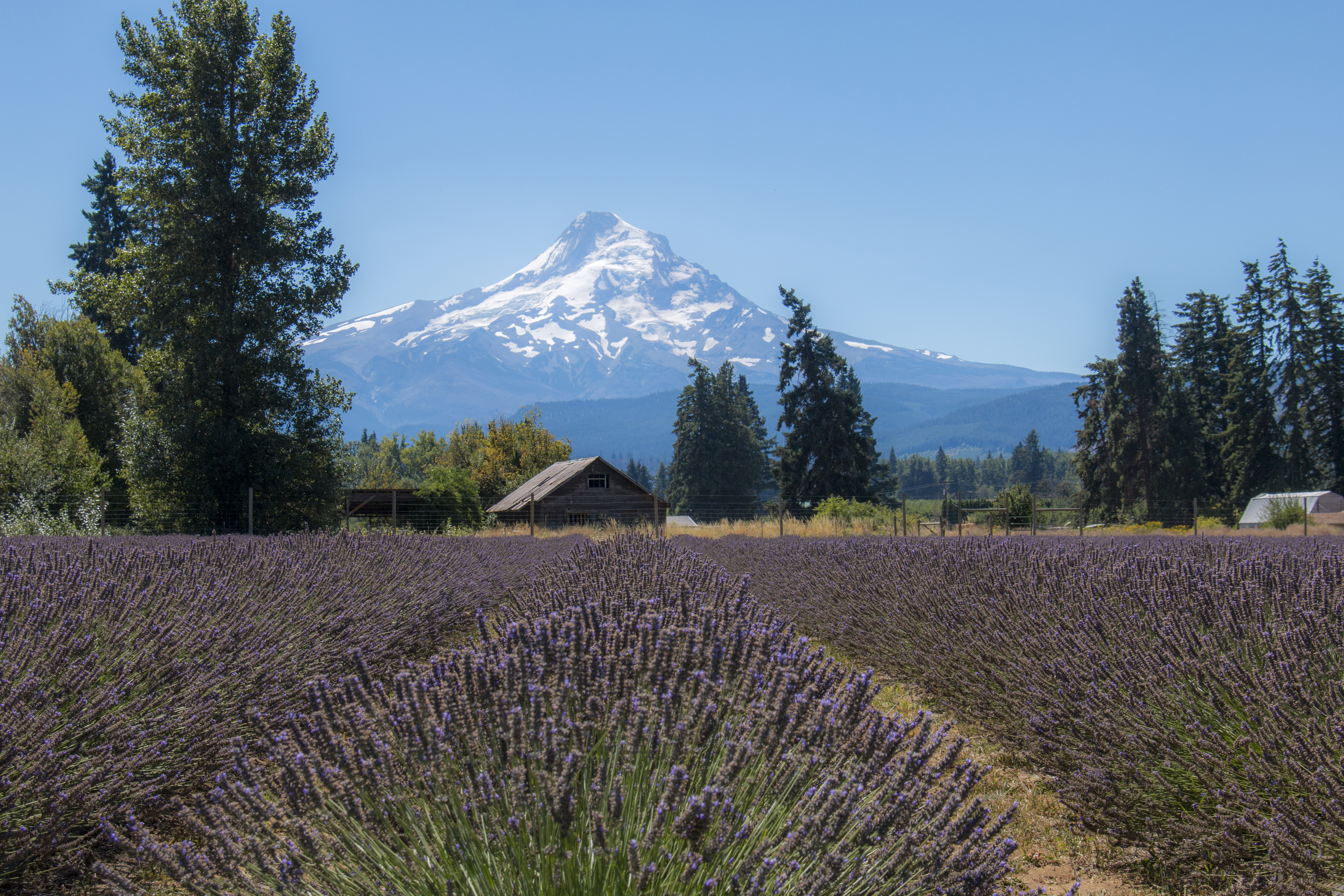 Lavender valley, hood river, oregon, with mt. hood, august photo