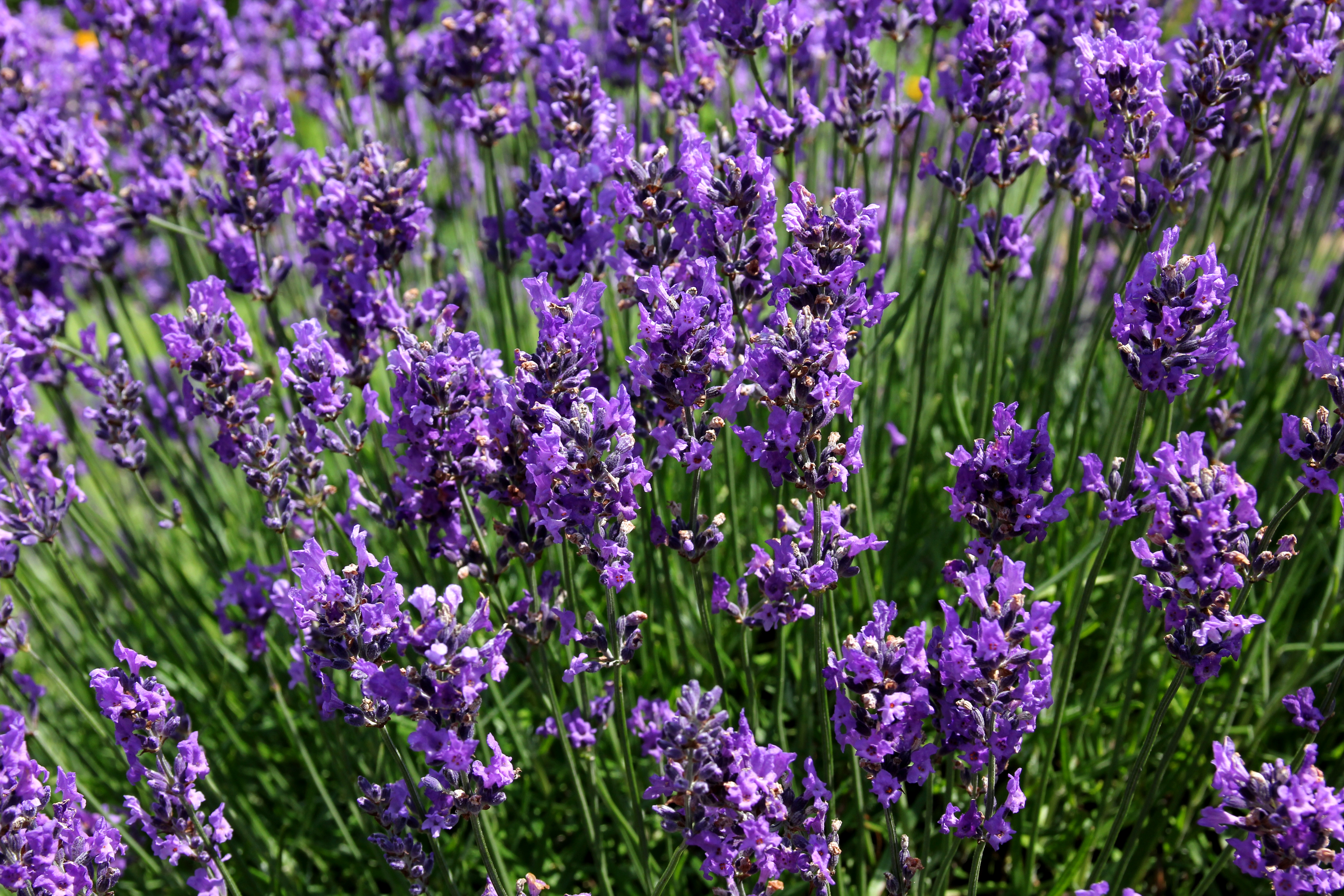Lavender photo