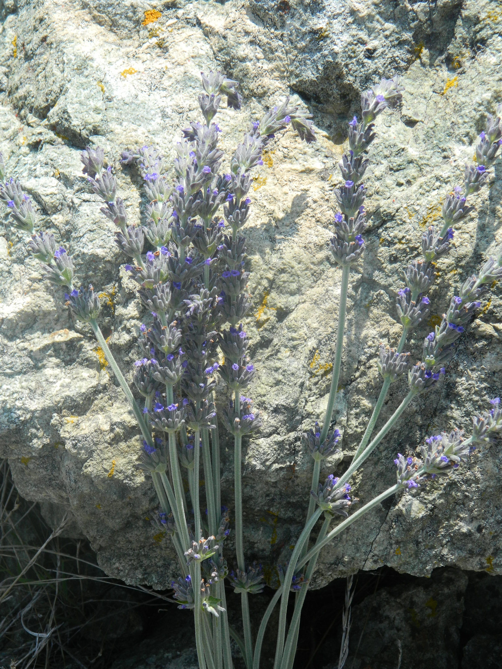 Lavenders on natural stone photo