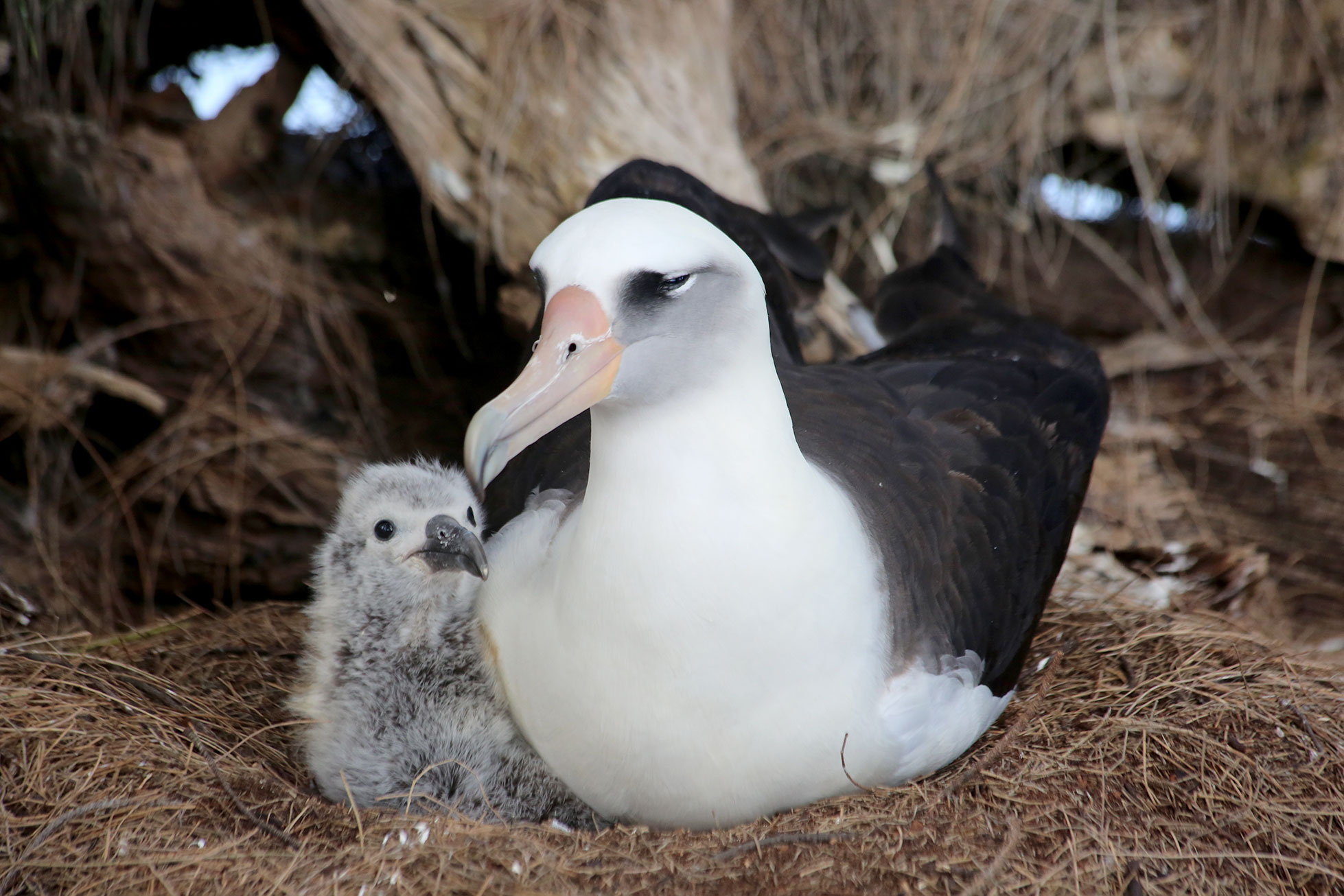Laysan albatross photo