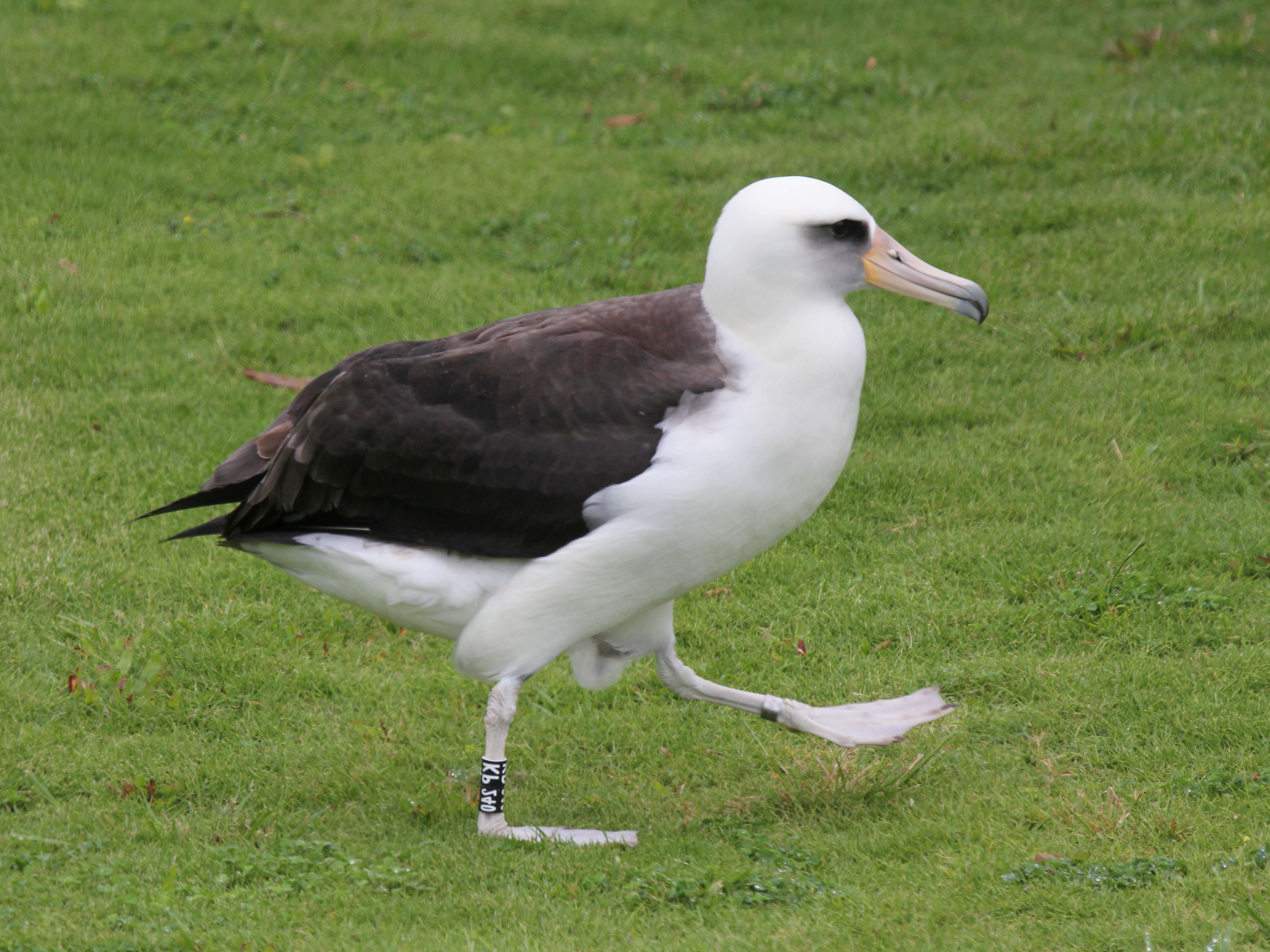 File:Laysan Albatross RWD8a.jpg - Wikimedia Commons
