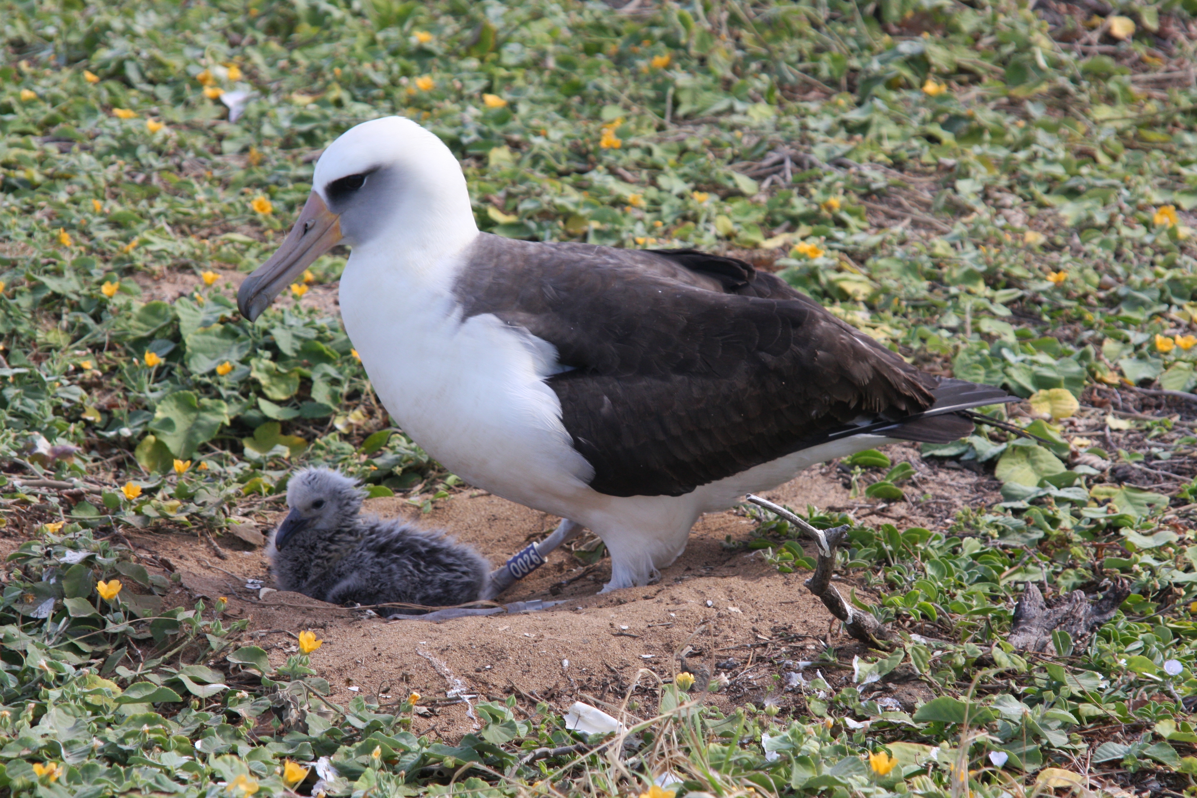 Impossible Journeys of the Laysan Albatross • Wildlifepower