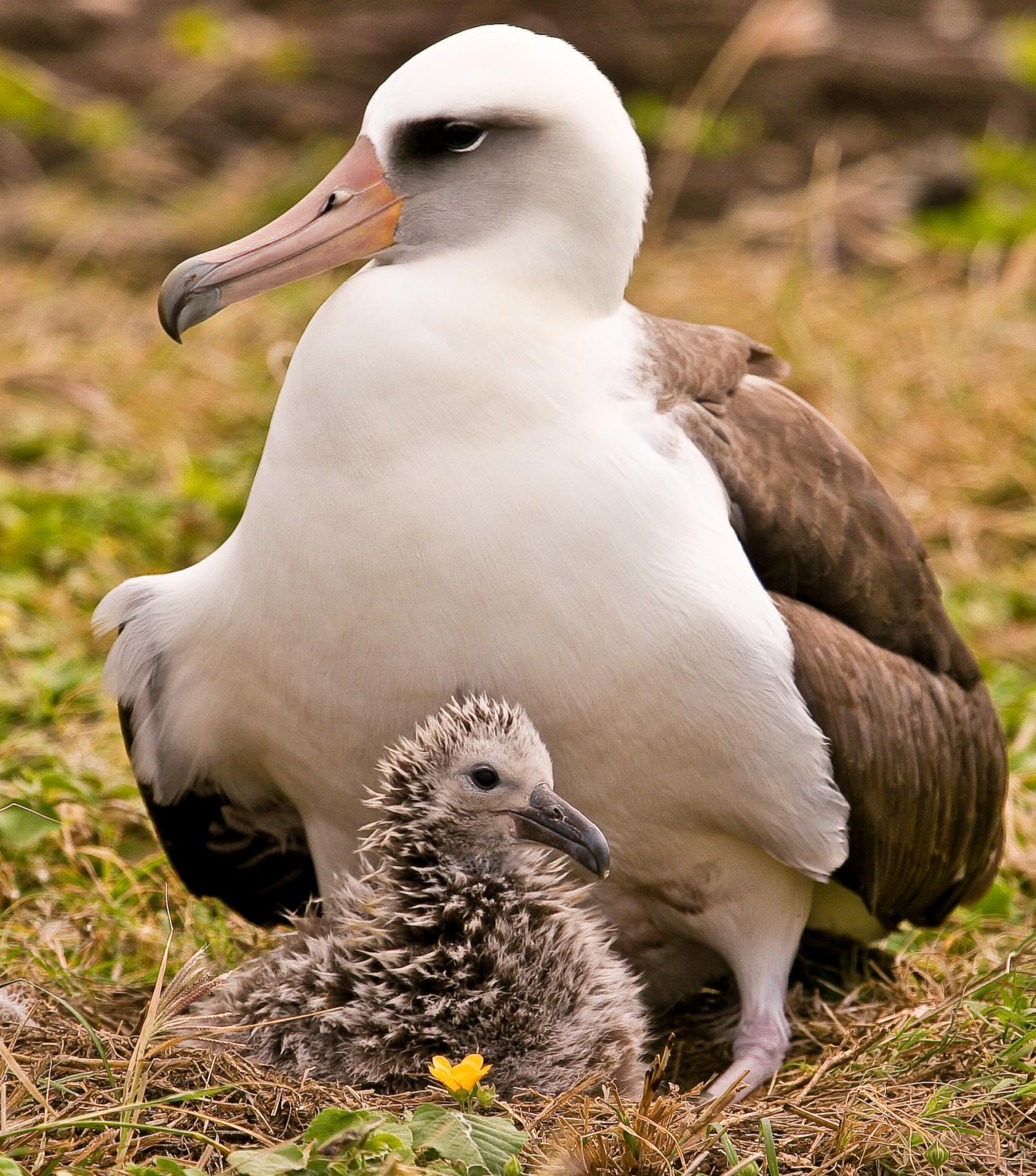 A rare window on the lives of young albatrosses