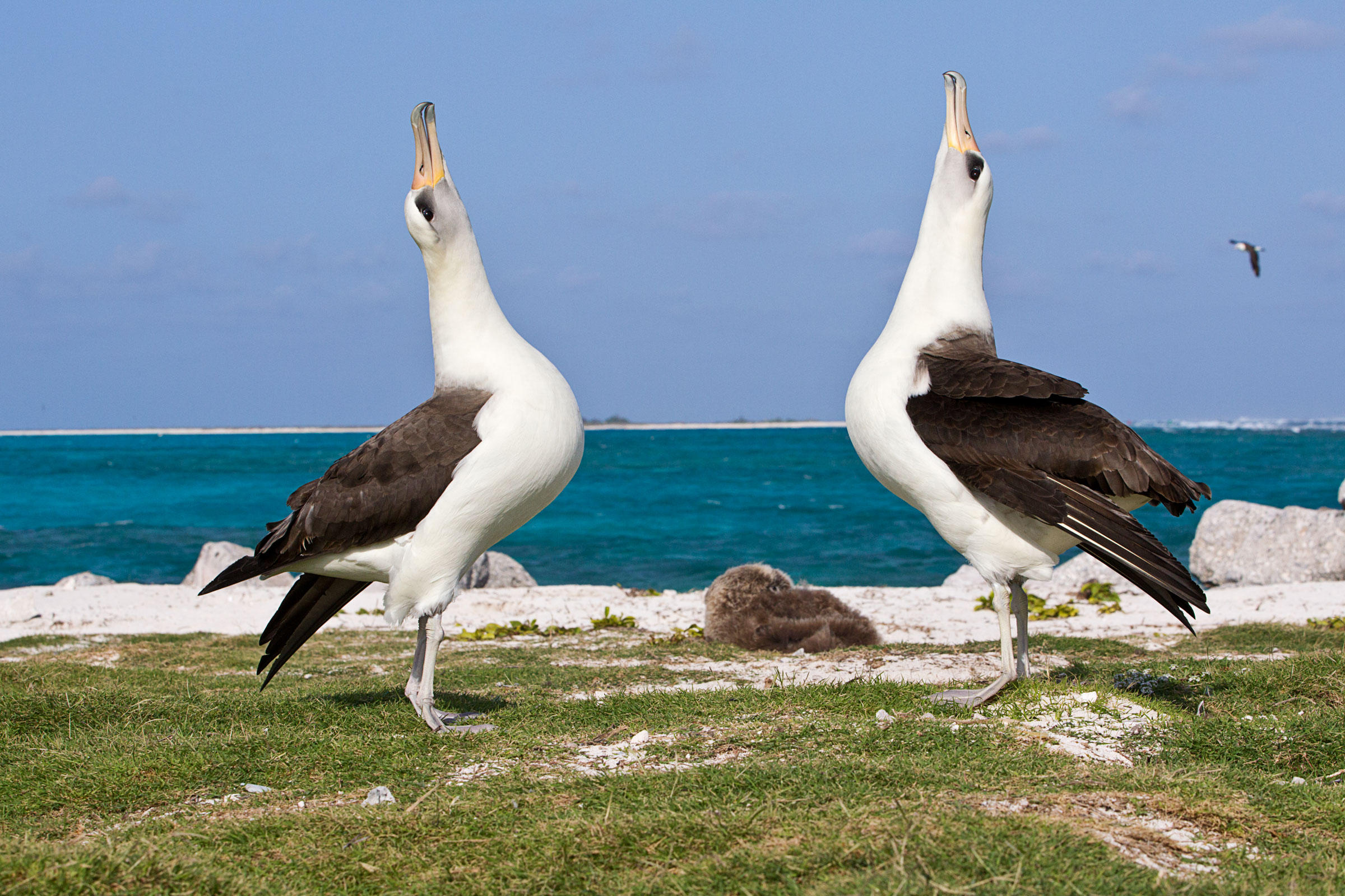 Cool Animal of the Day: The Laysan Albatross | Shoe: Untied