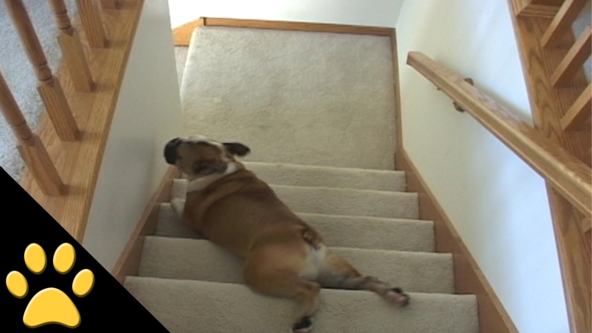 Bulldog's Lazy Stair Slide - YouTube