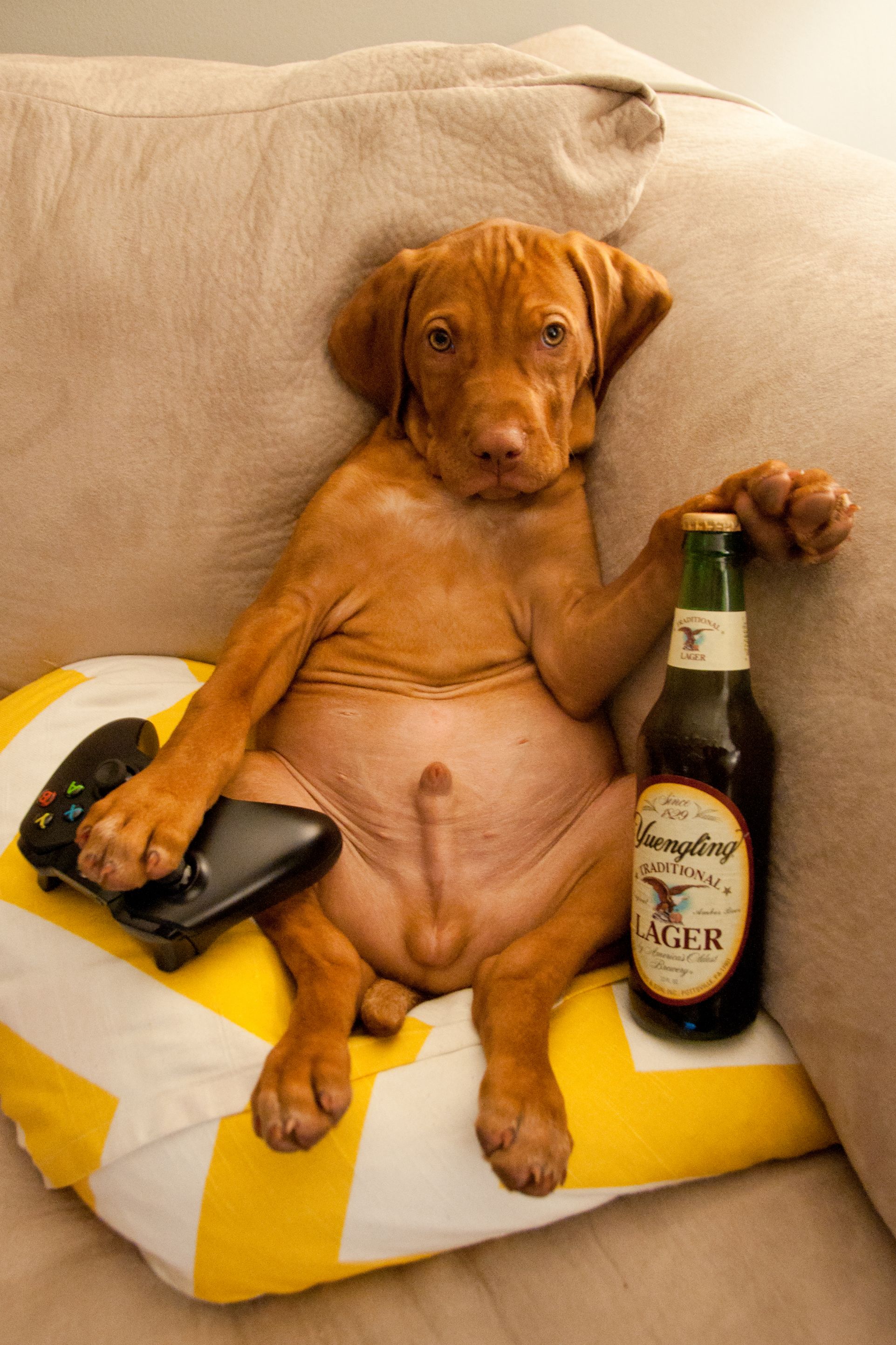 My Lazy Puppy loves Beer and Xbox One - Imgur