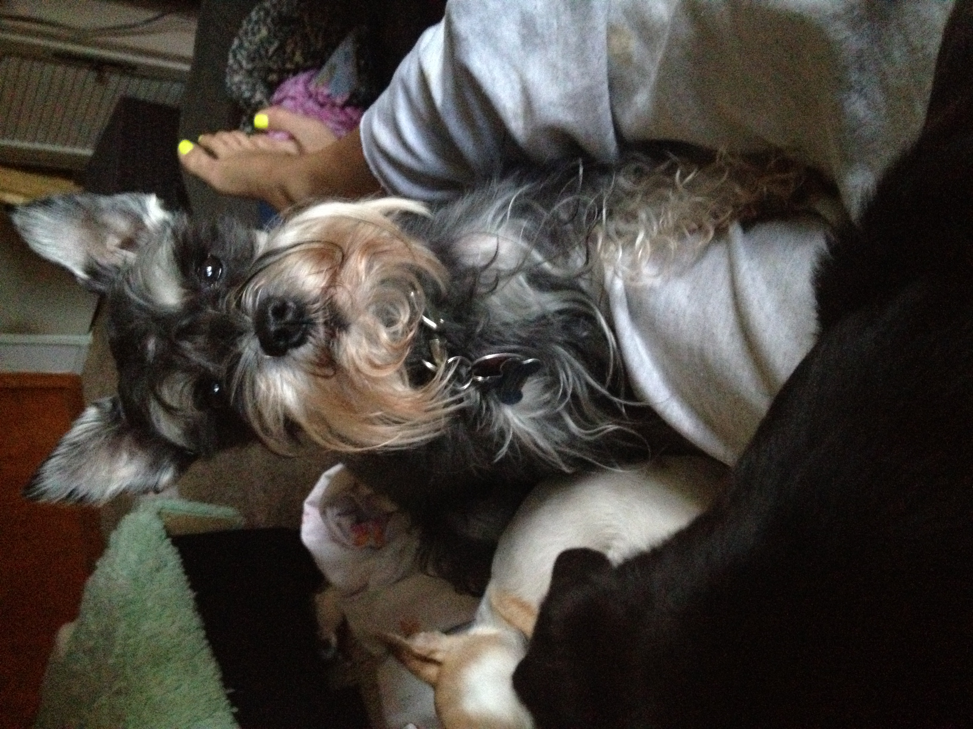 Snuggling with a schnauzer! I love lazy days with these babes ...