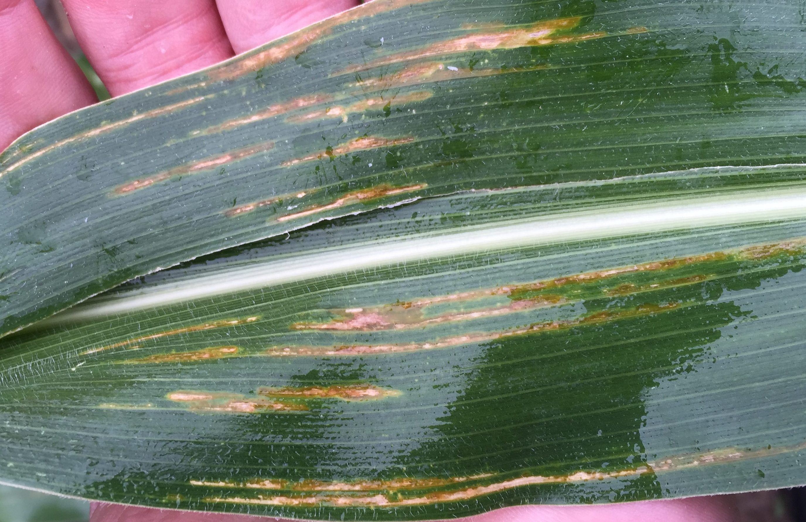 Bacterial Leaf Streak of Corn