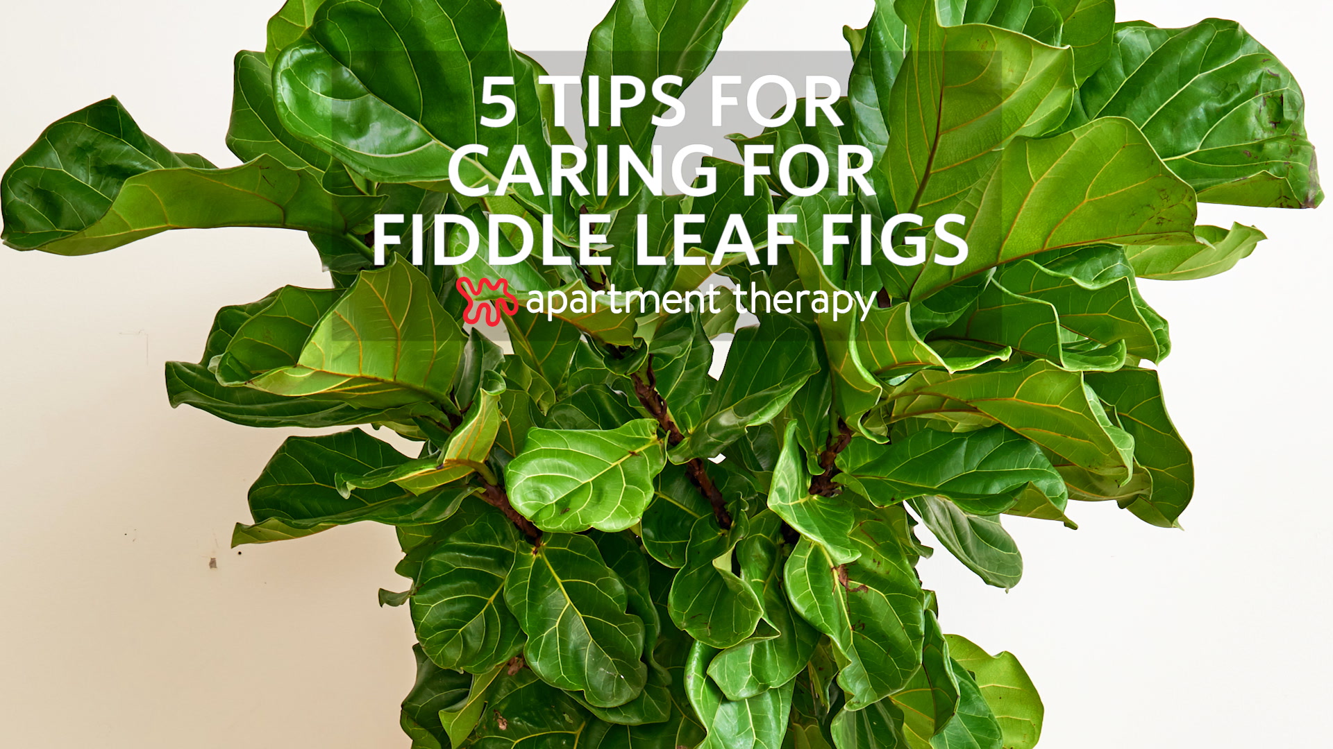 Fiddle Leaf Fig Trees - Ficus Lyrata - Growing Care | Apartment Therapy