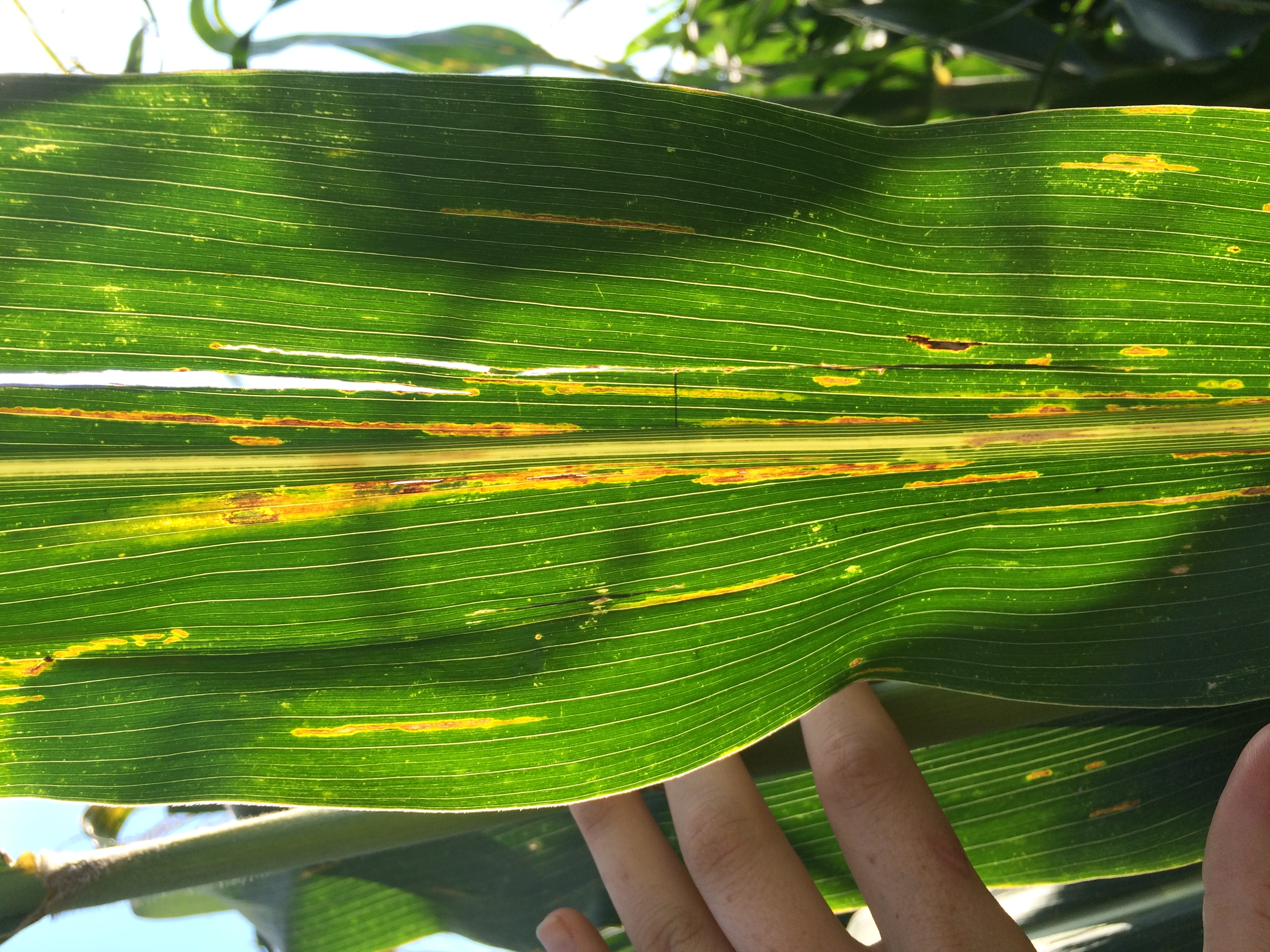 New bacterial leaf disease “Bacterial leaf streak” identified in one ...