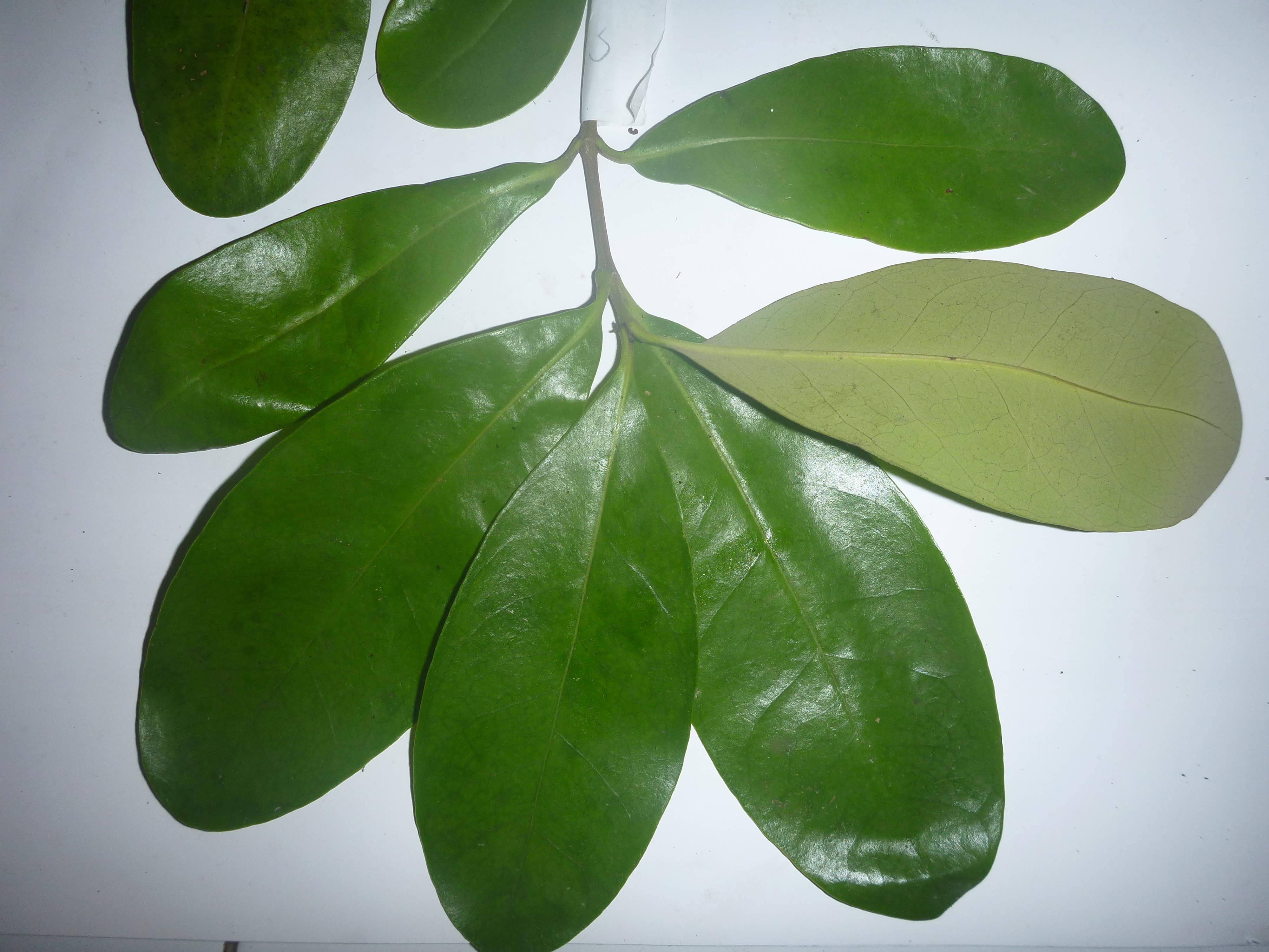 Anyone familiar with this mangrove leaf species?