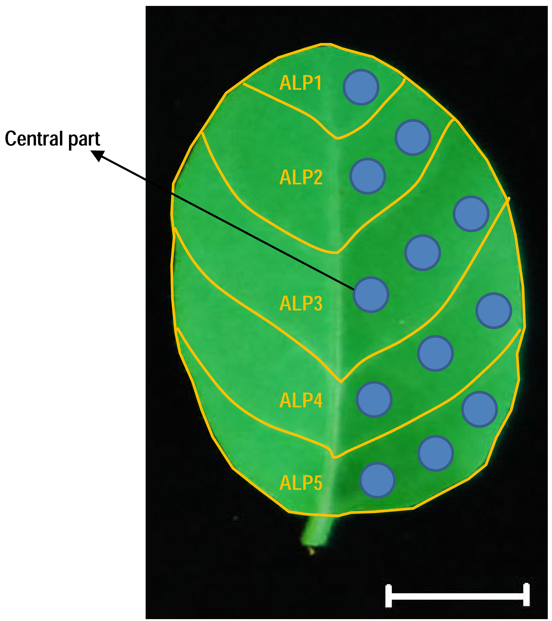 Simple Methods for Screening and Statistical Analysis of Leaf ...
