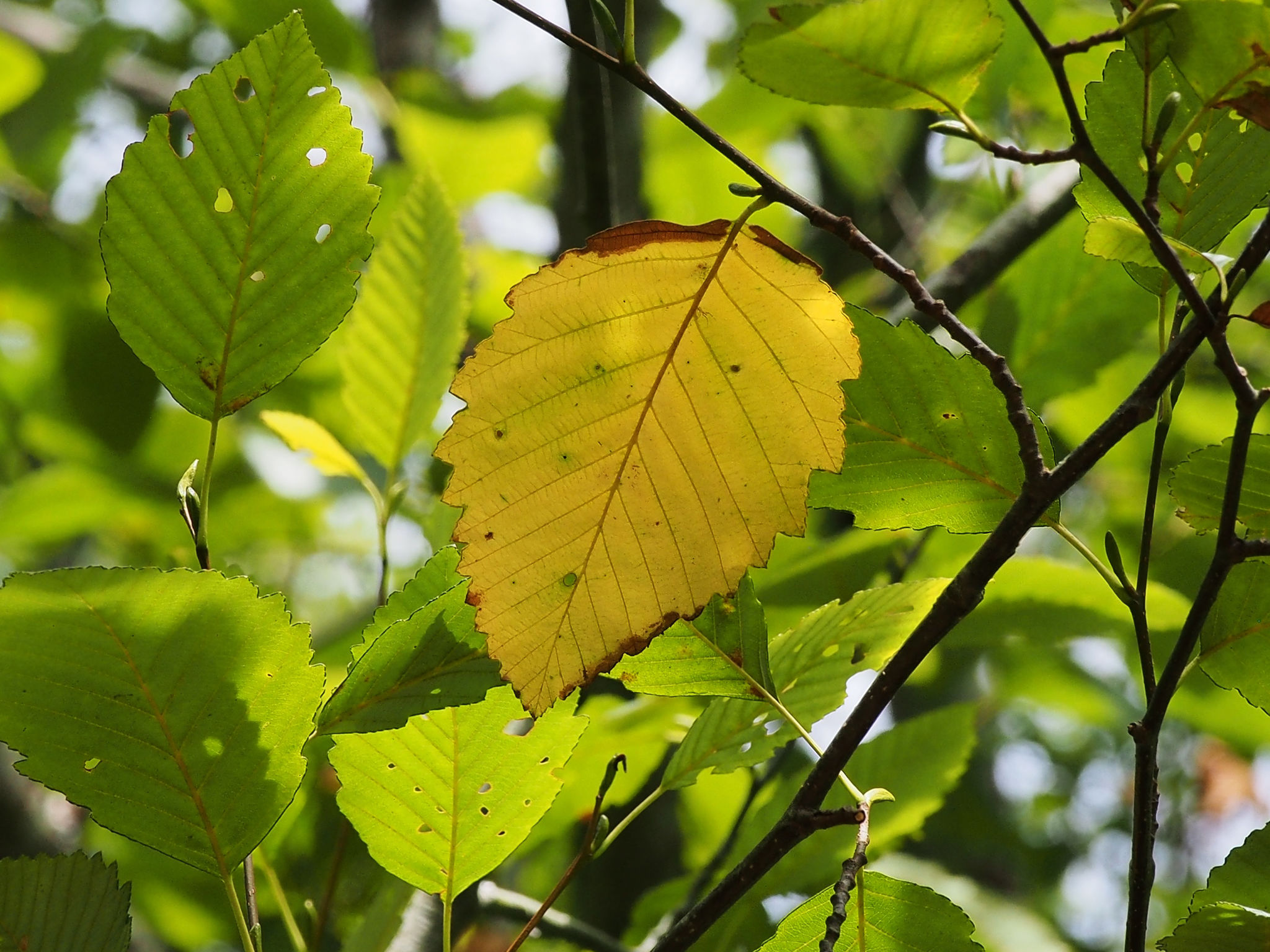 When the Leaf Falls – Nature's Depths