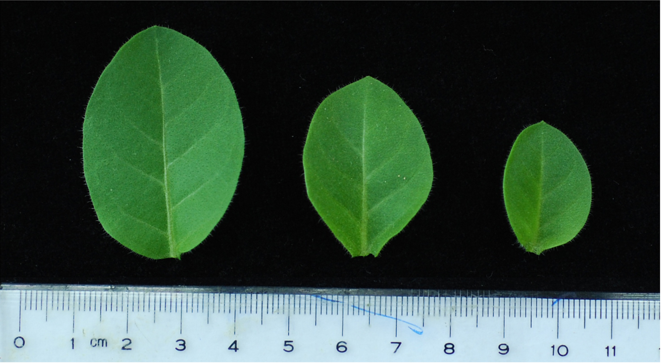 Simple Methods for Screening and Statistical Analysis of Leaf ...